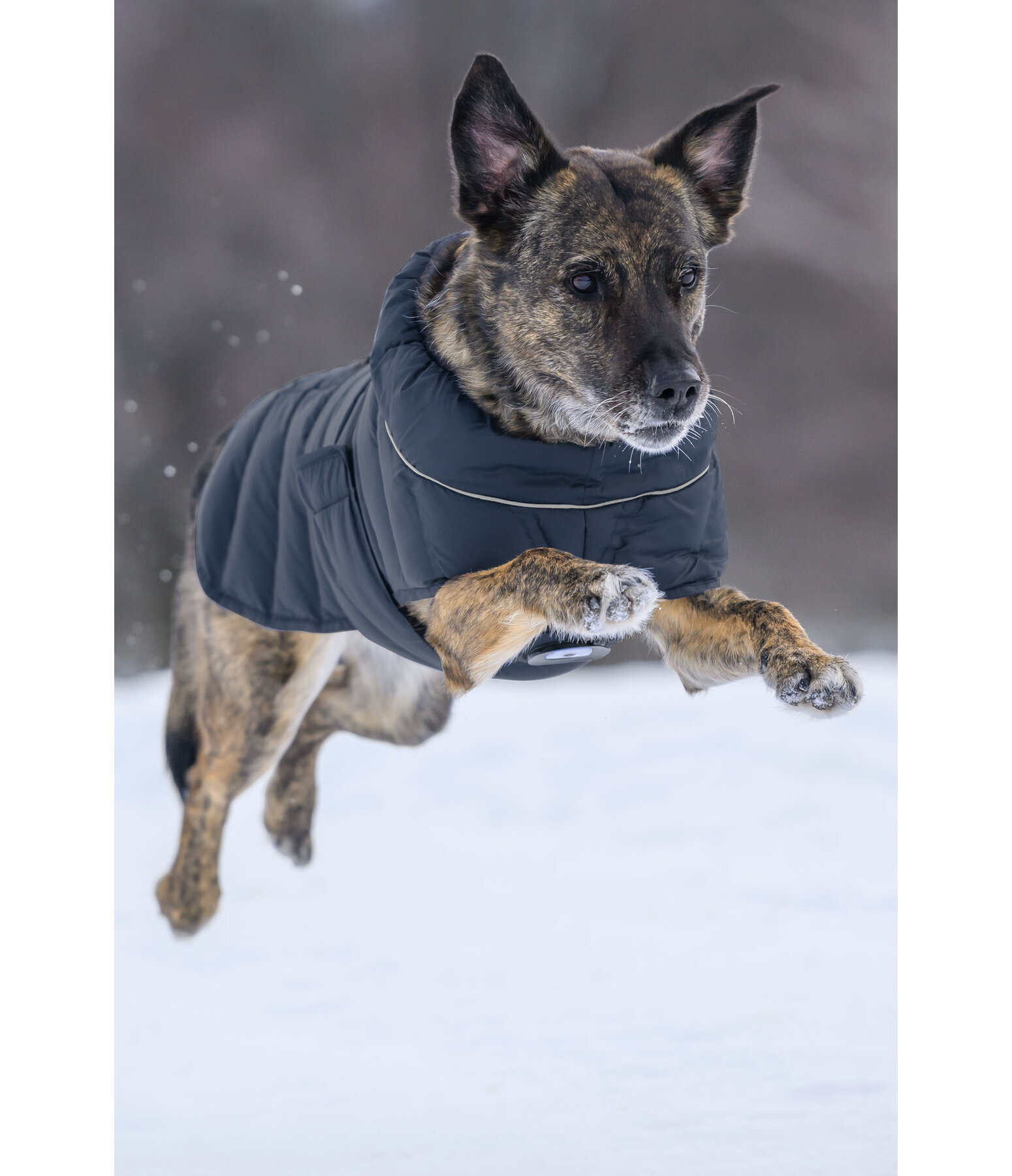 Manteau pour chien matelass� avec lampe LED Arlo, 300 g