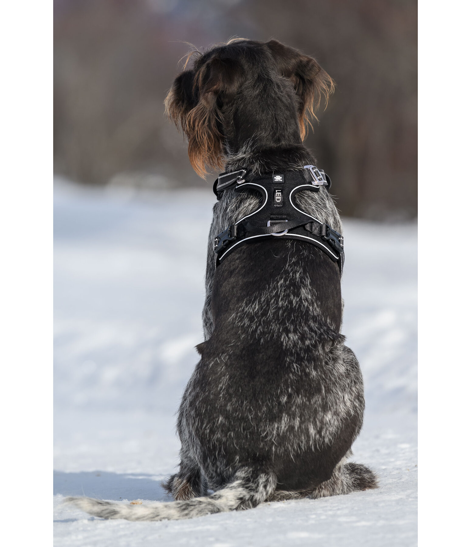 Harnais pour chien  Expedition