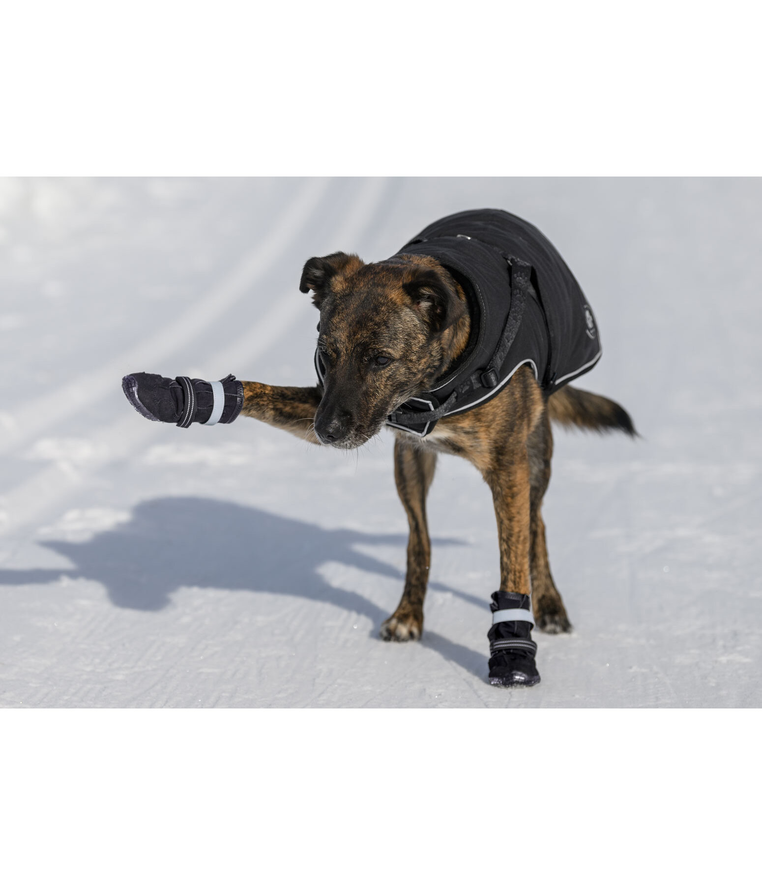 Chaussons pour chien  Antarctica