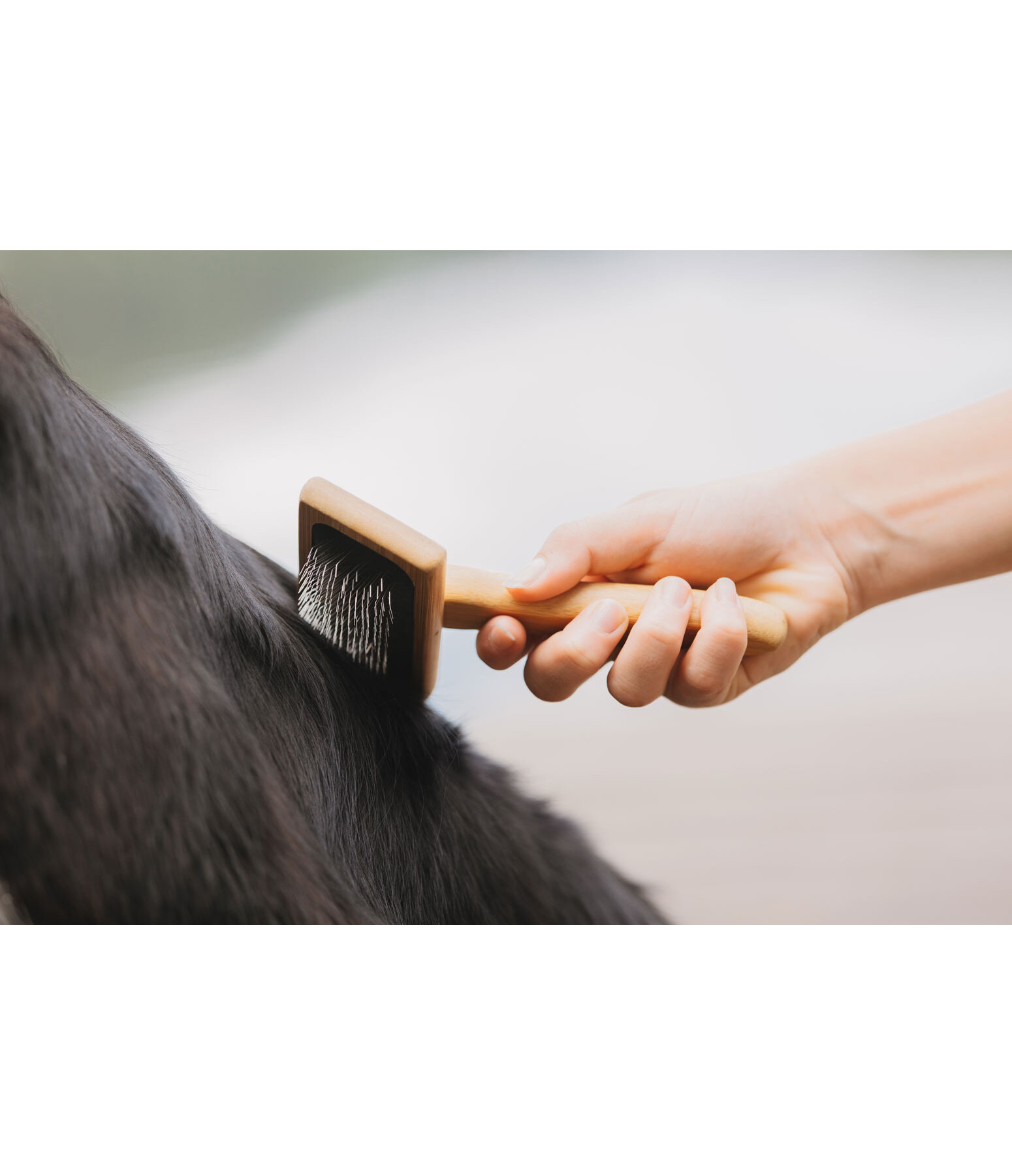 Carde pour chien  Woody