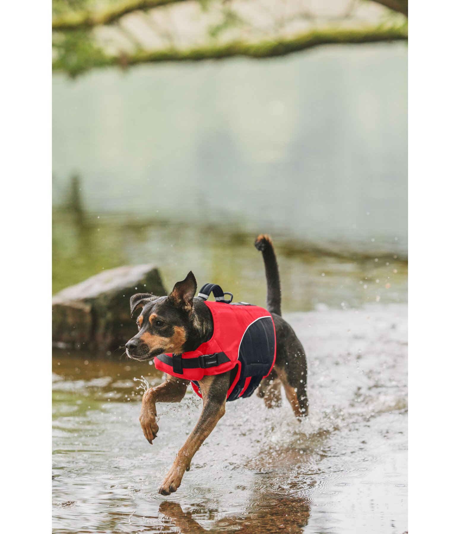 Gilet de sauvetage pour chien  Life Guard