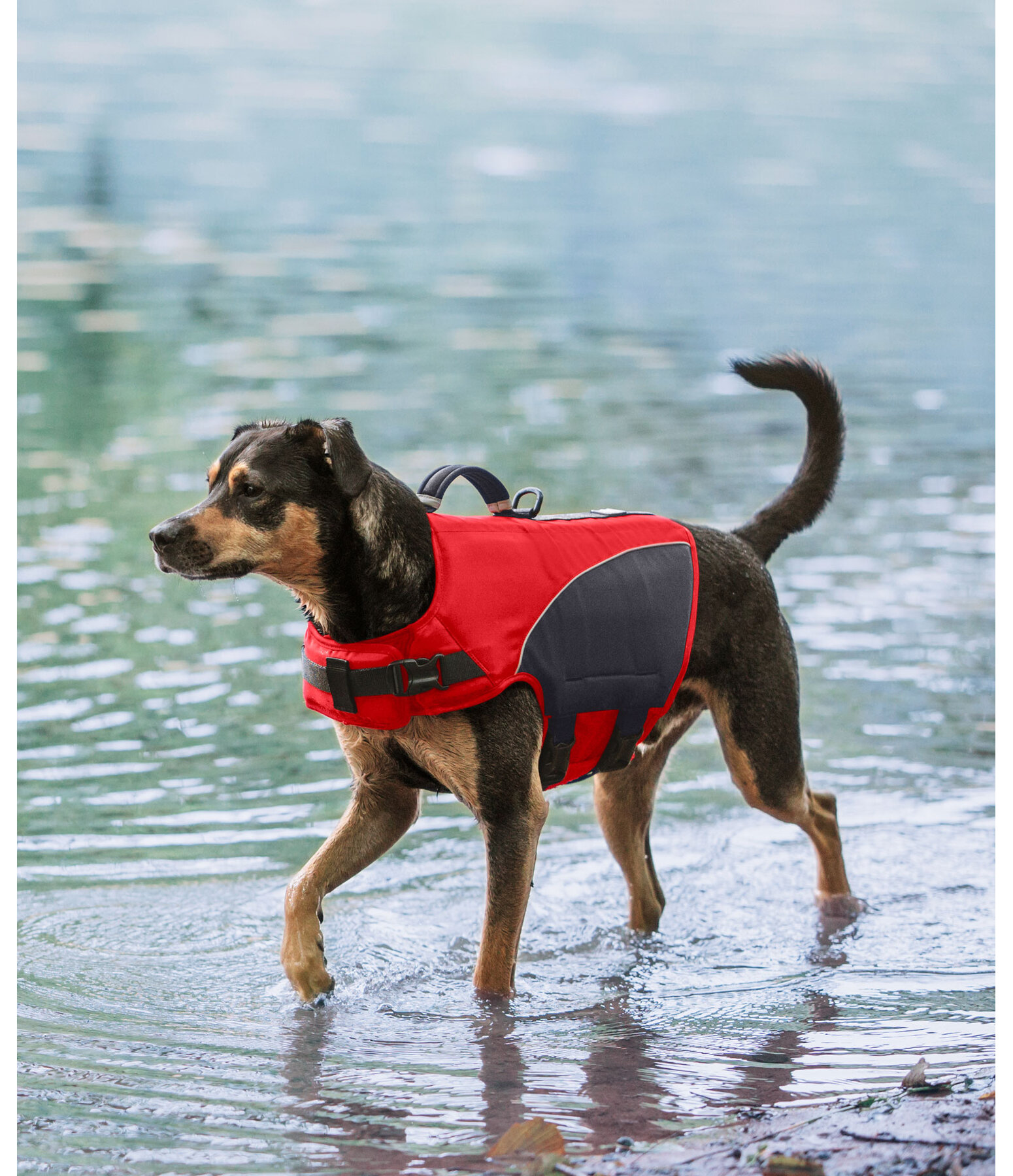 Gilet de sauvetage pour chien  Life Guard