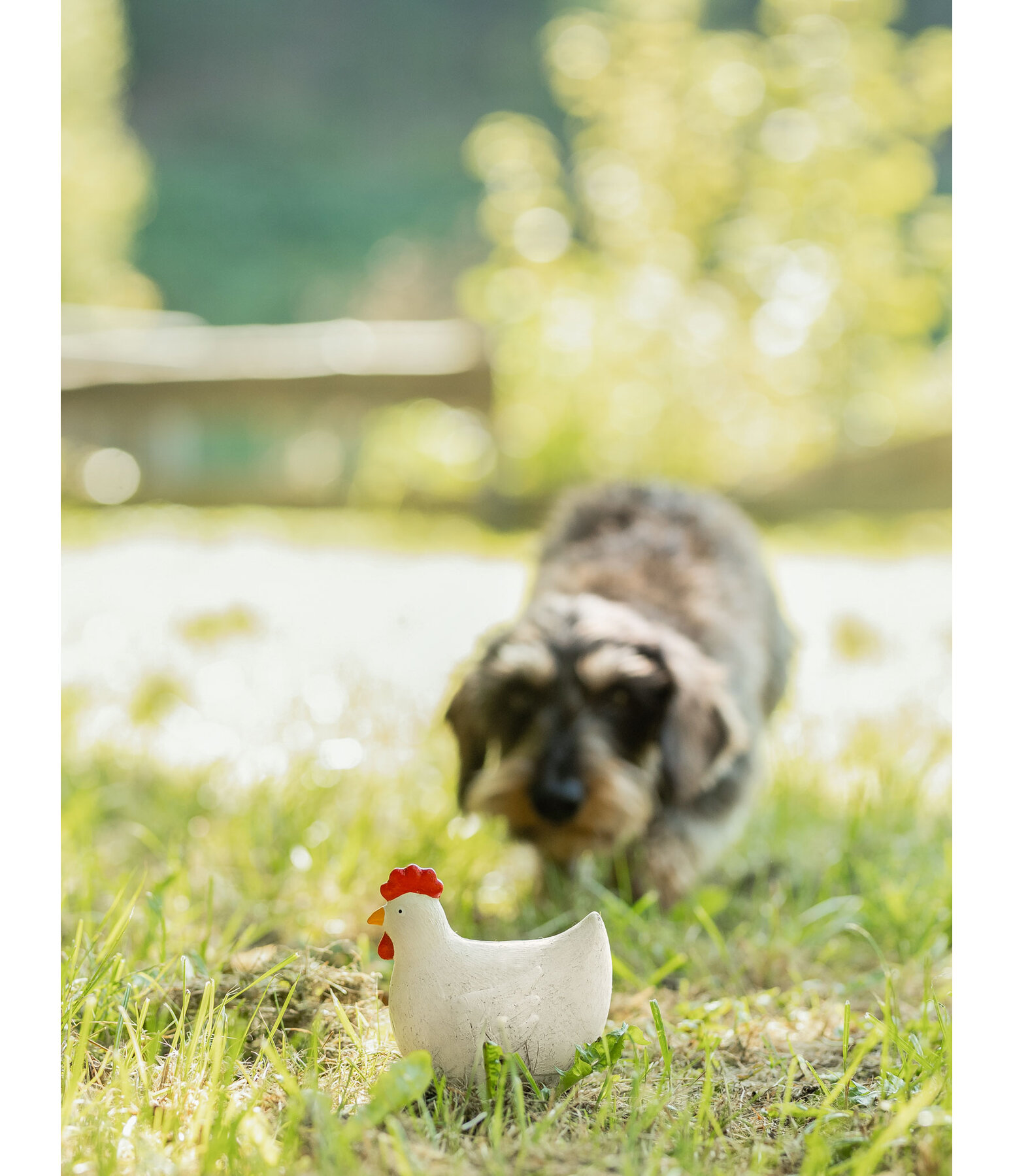 Jouet couineur pour chien  Chicken