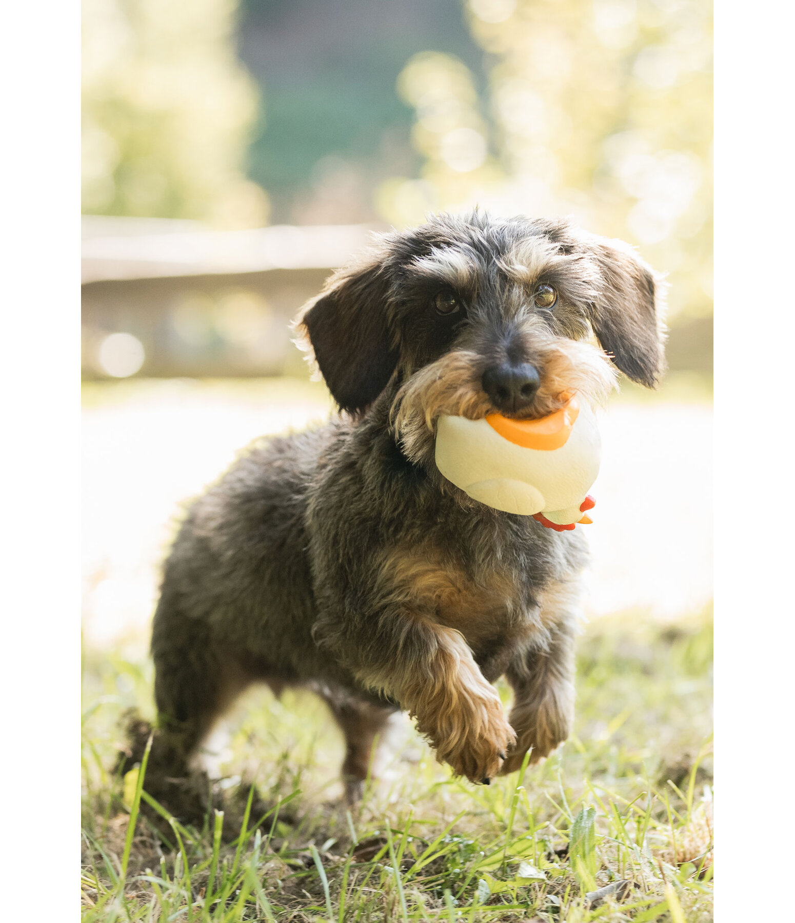 Jouet couineur pour chien  Chicken