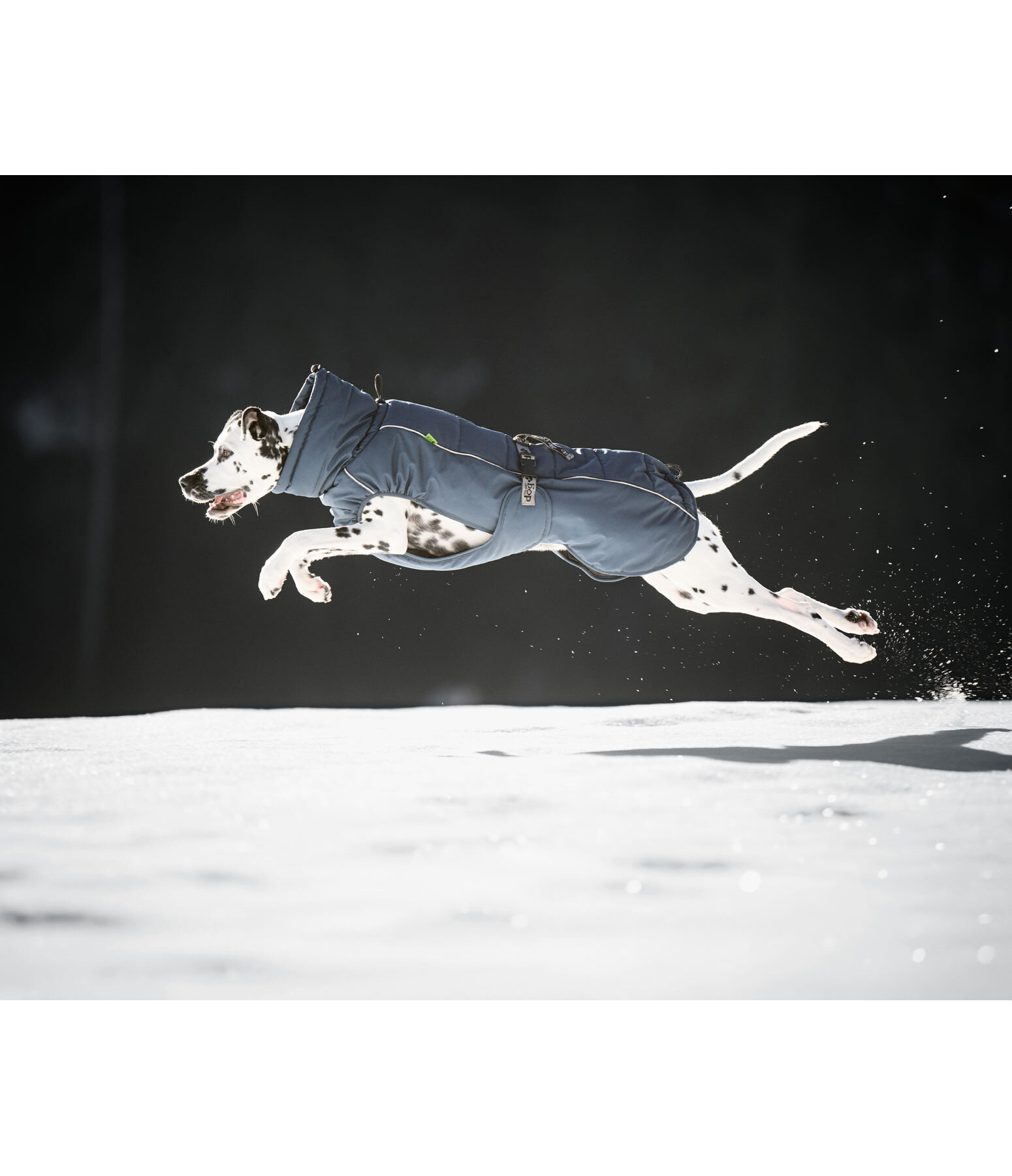 Manteau d'hiver pour chien  Marlon, 200-300 g