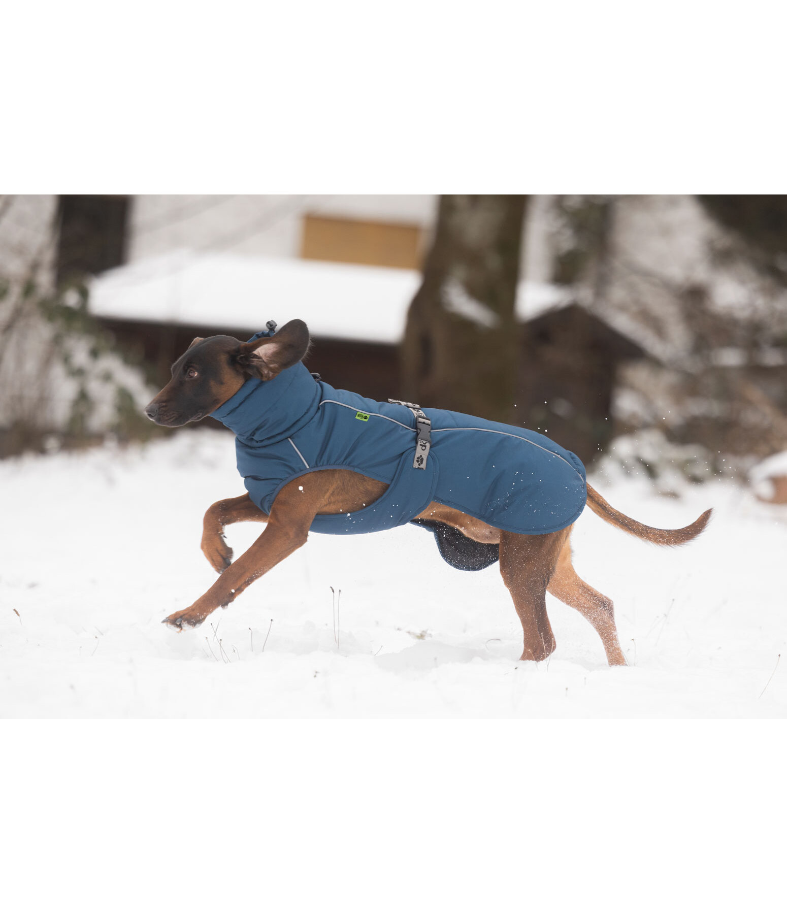 Manteau d'hiver pour chien  Marlon, 200-300 g