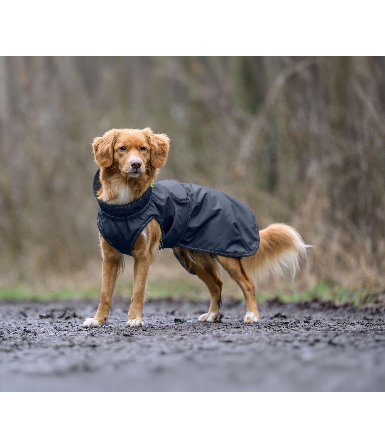 Manteau de pluie pour chien  Forest Drizzle, 50 g