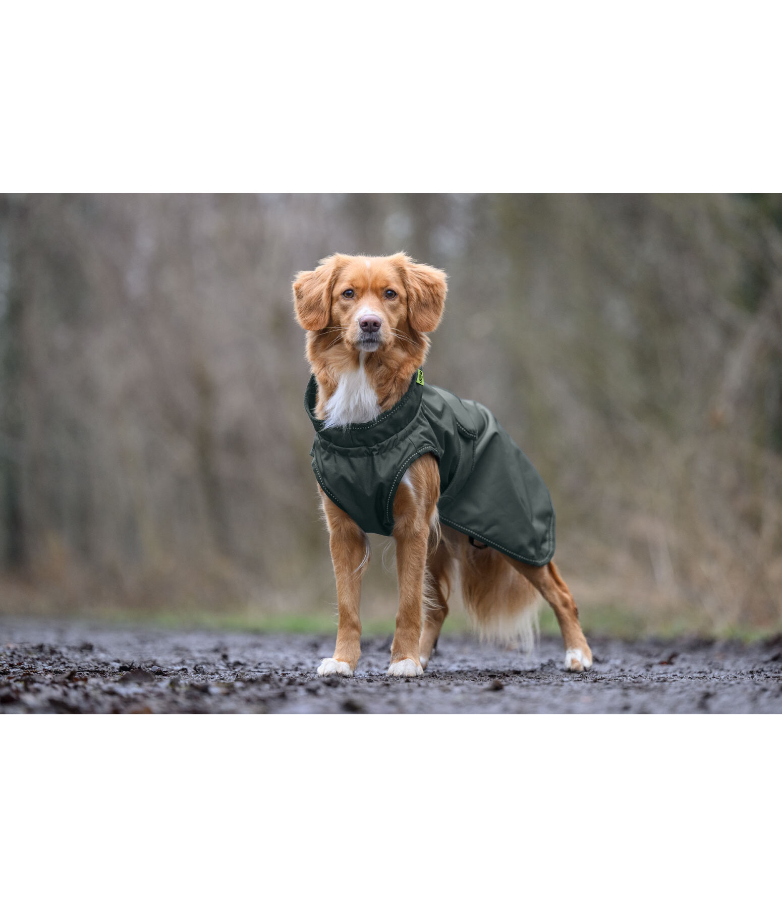 Manteau de pluie pour chien  Forest Drizzle, 50 g
