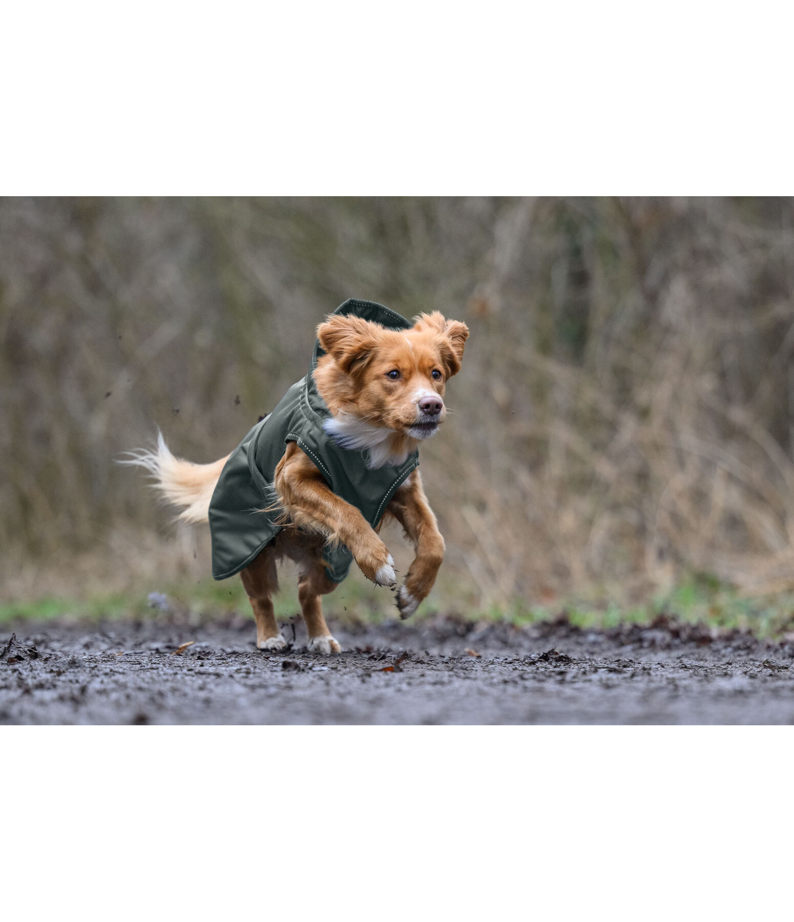 Manteau de pluie pour chien  Forest Drizzle, 50 g