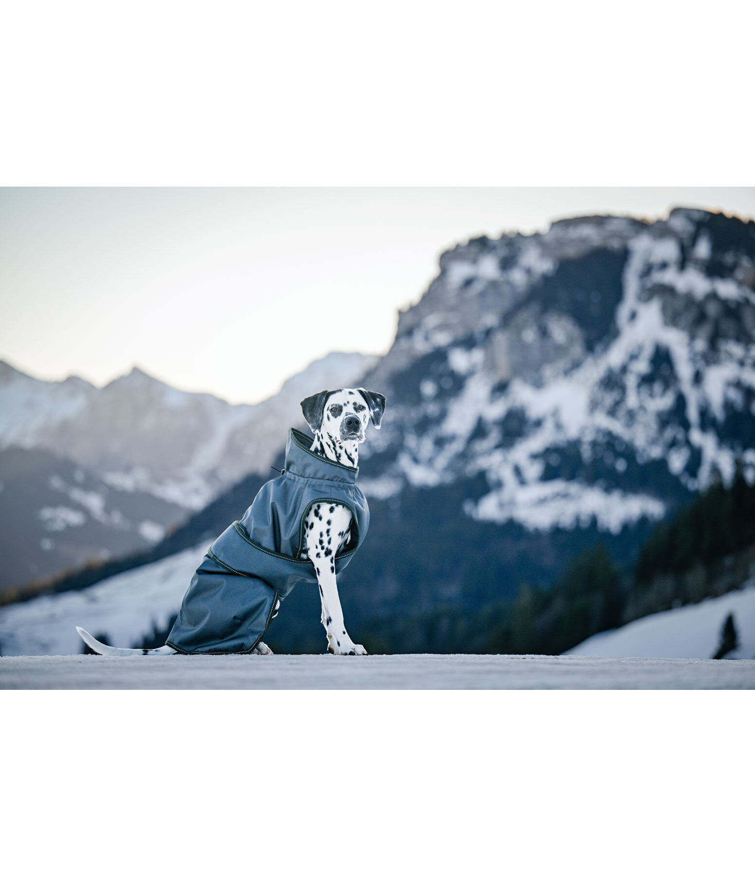 Manteau de pluie pour chien  Forest Drizzle, 50 g