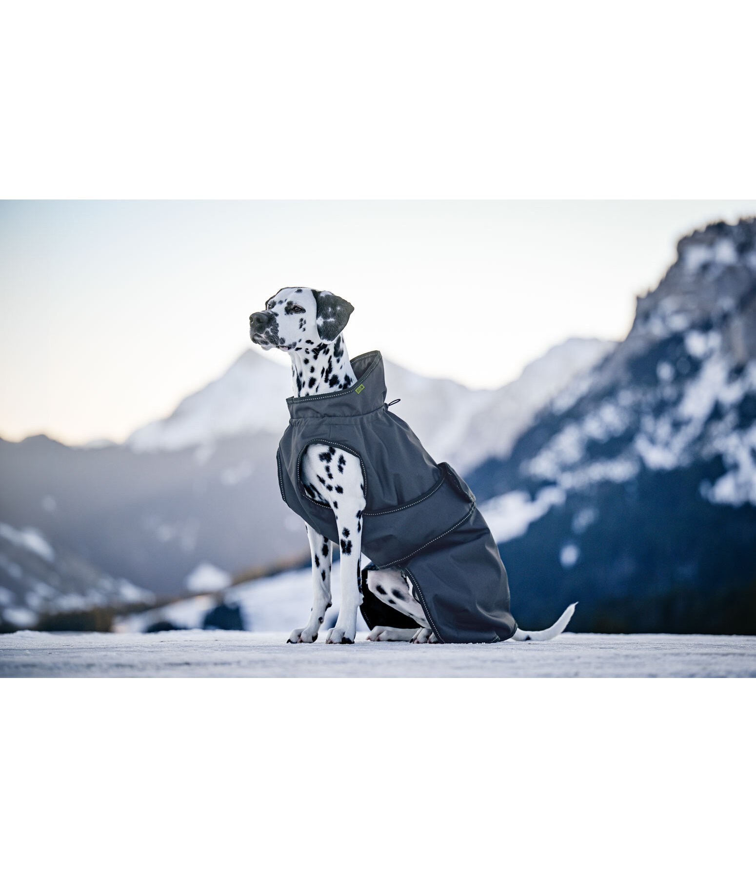 Manteau de pluie pour chien  Forest Drizzle, 50 g