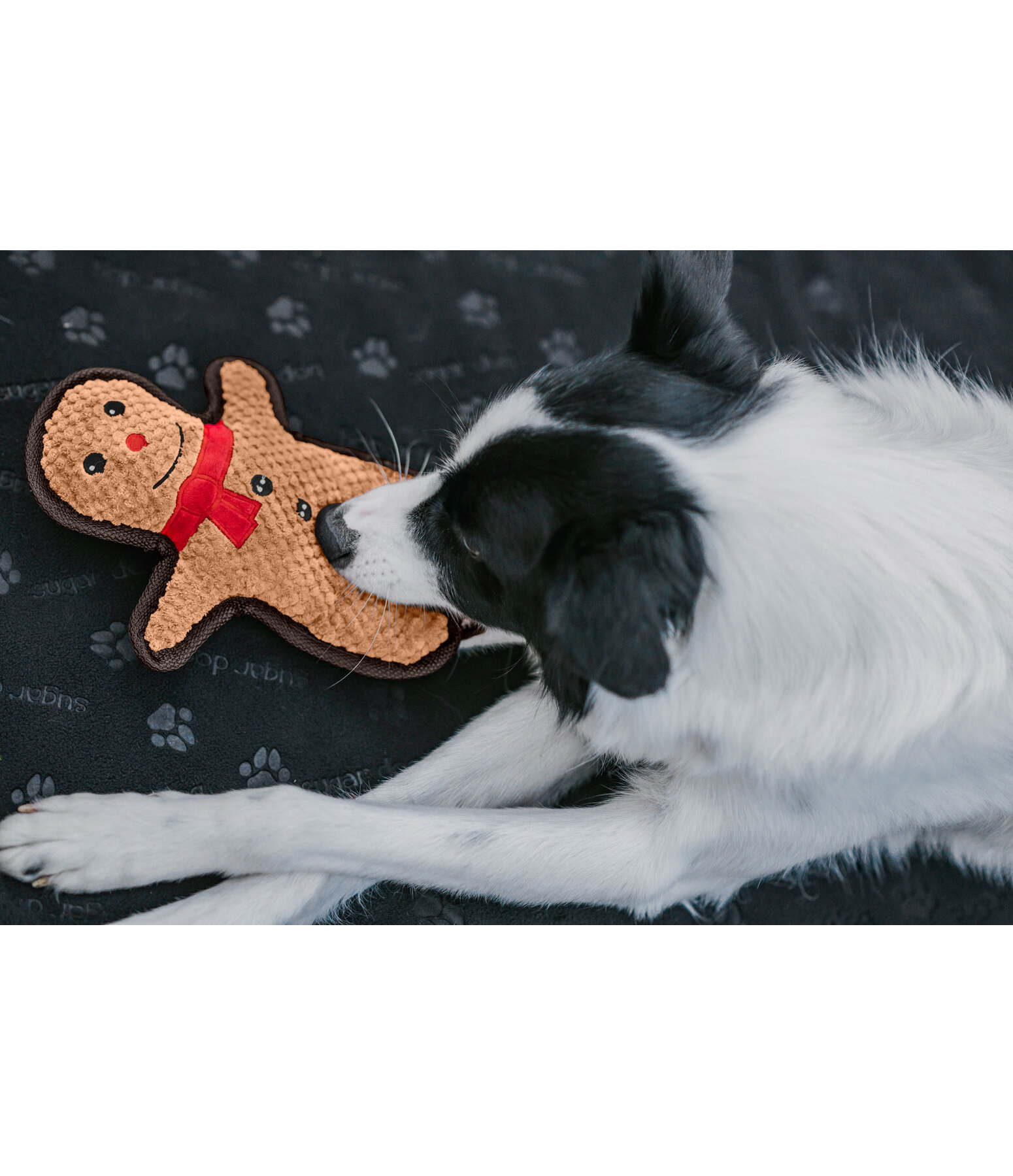 Jouet pour chien  Gingerman