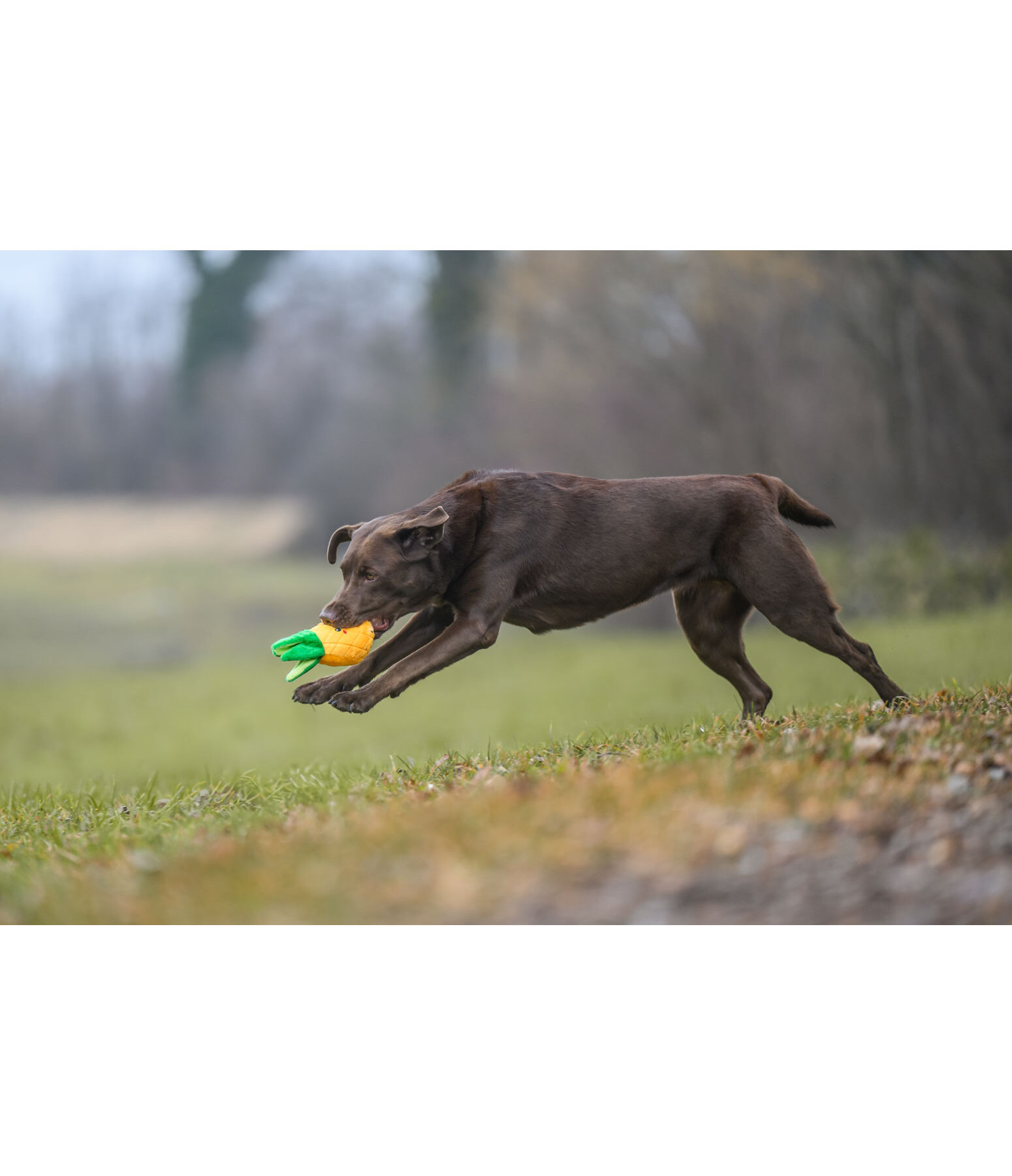 Jouet pour chien  Pineapple