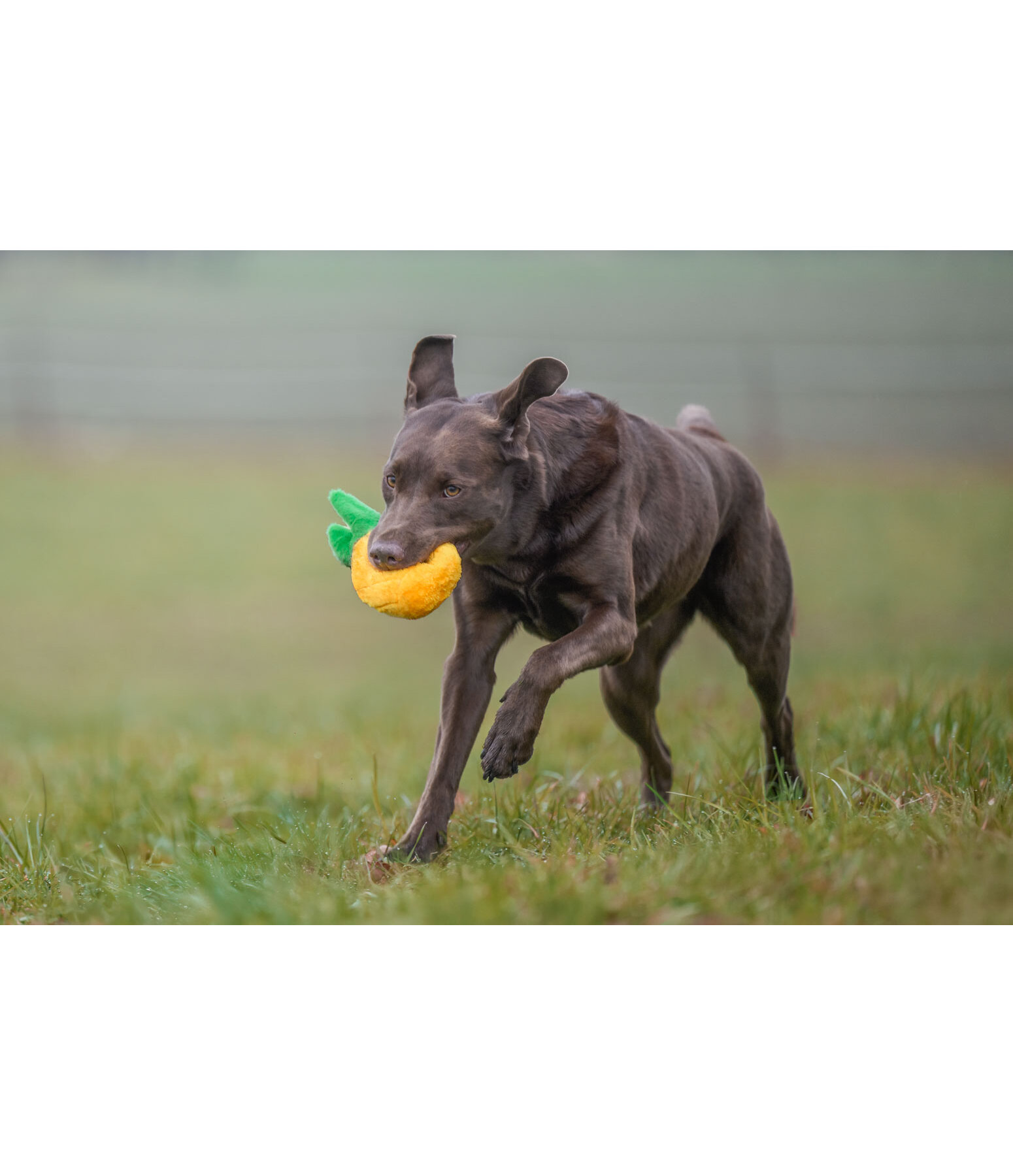 Jouet pour chien  Pineapple