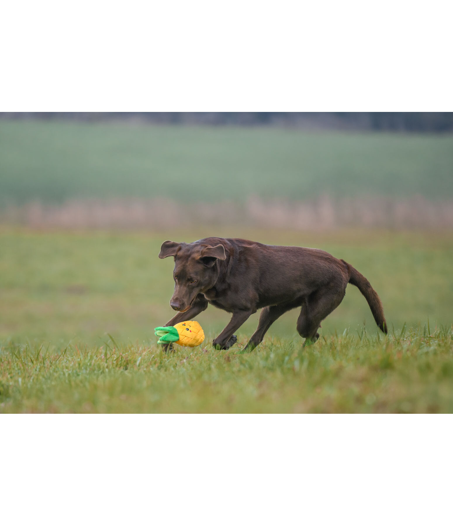 Jouet pour chien  Pineapple