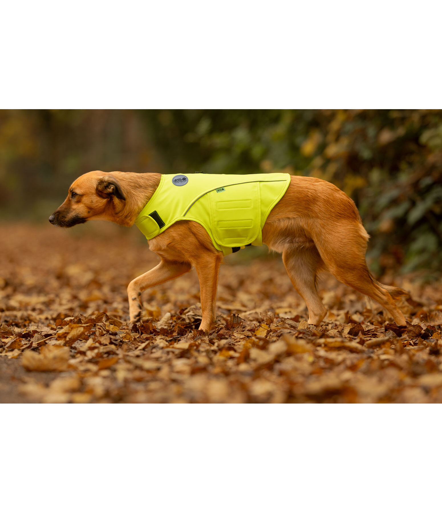 Gilet de s�curit� r�fl�chissant pour chien