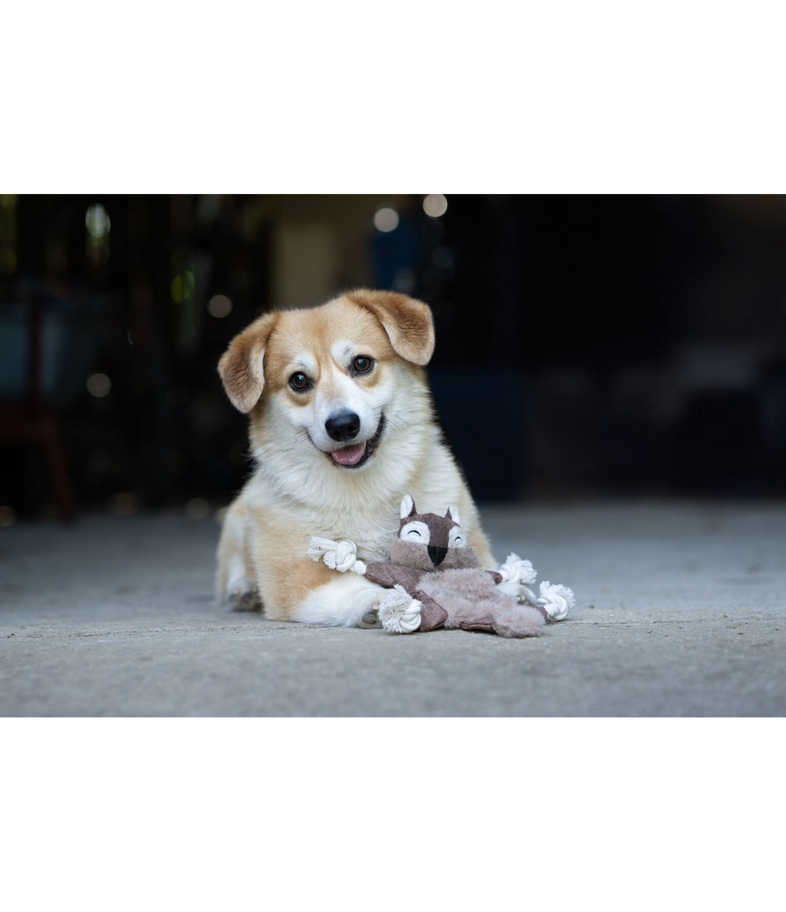 Jouet pour chien �cureuil