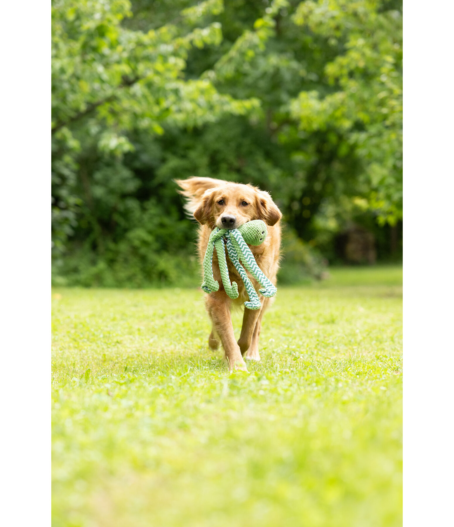 Jouet pour chien  Octopus