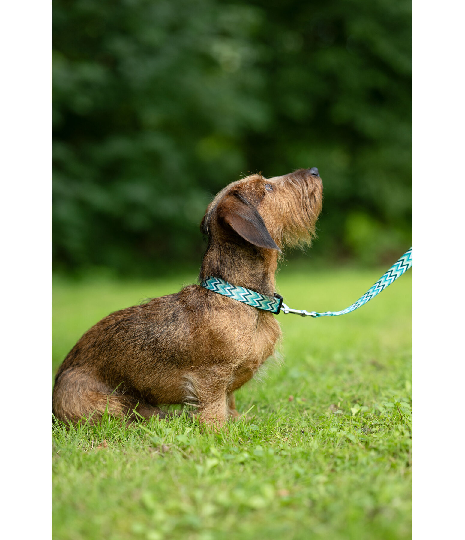 Ensemble collier et laisse  Zap