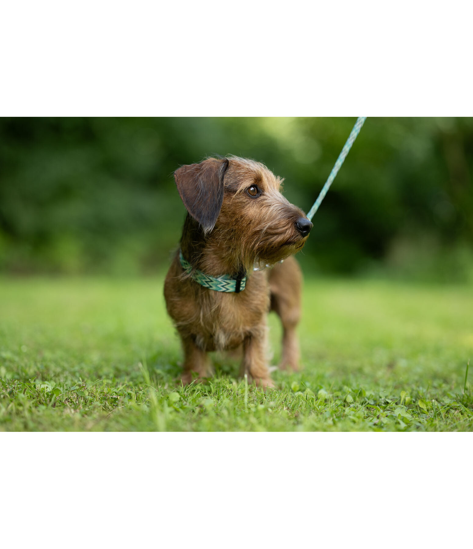 Ensemble collier et laisse  Zap