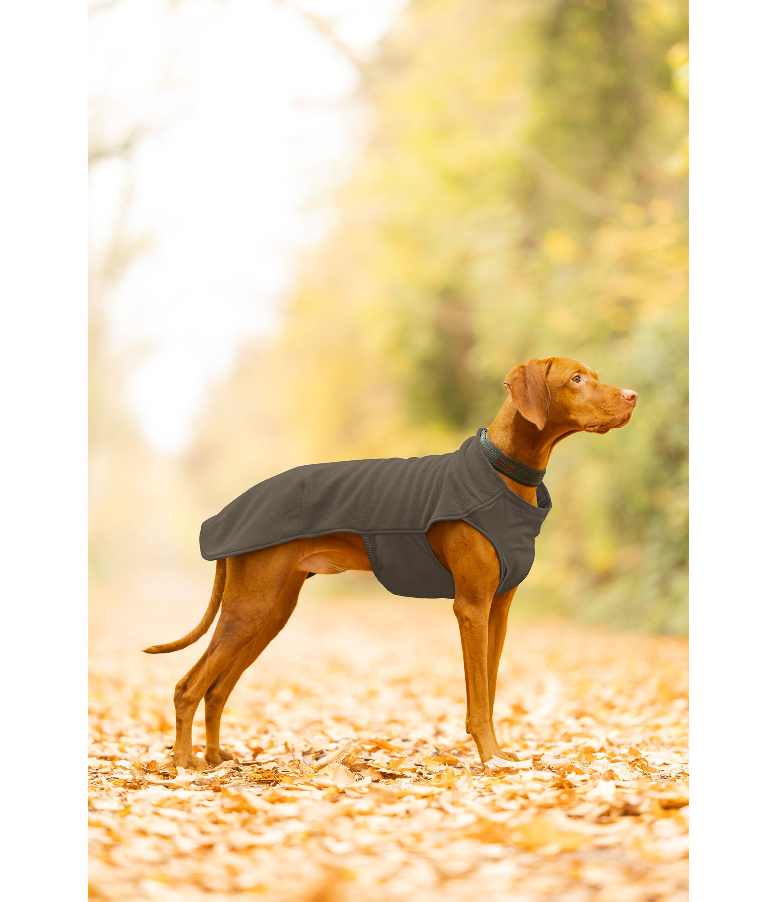 Pullover polaire pour chien  Basic