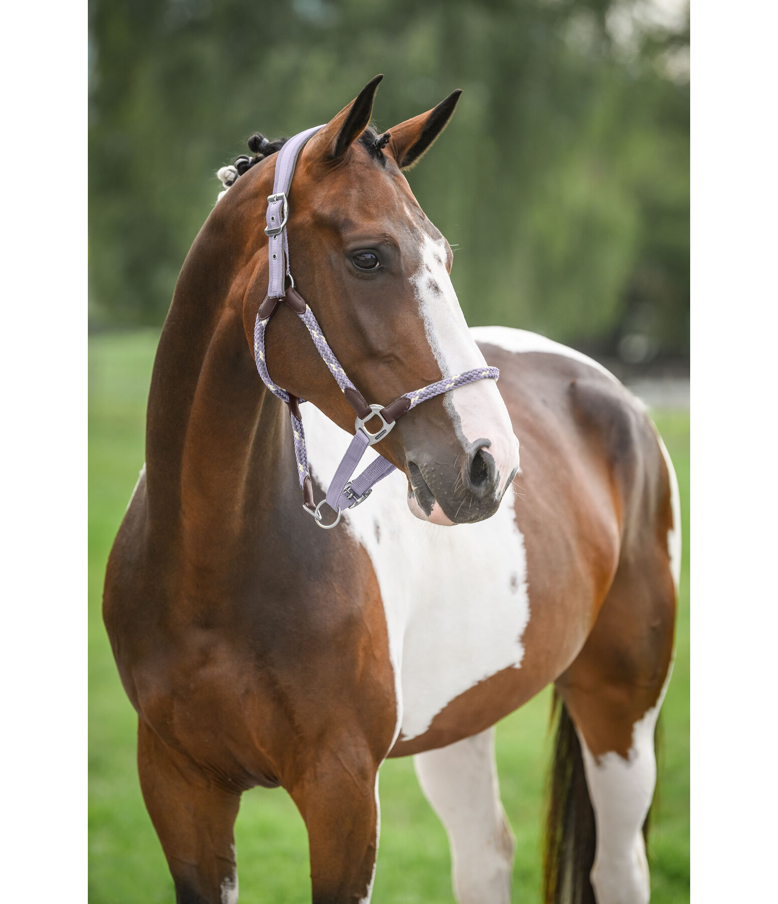 Licol anatomique  Sophistication