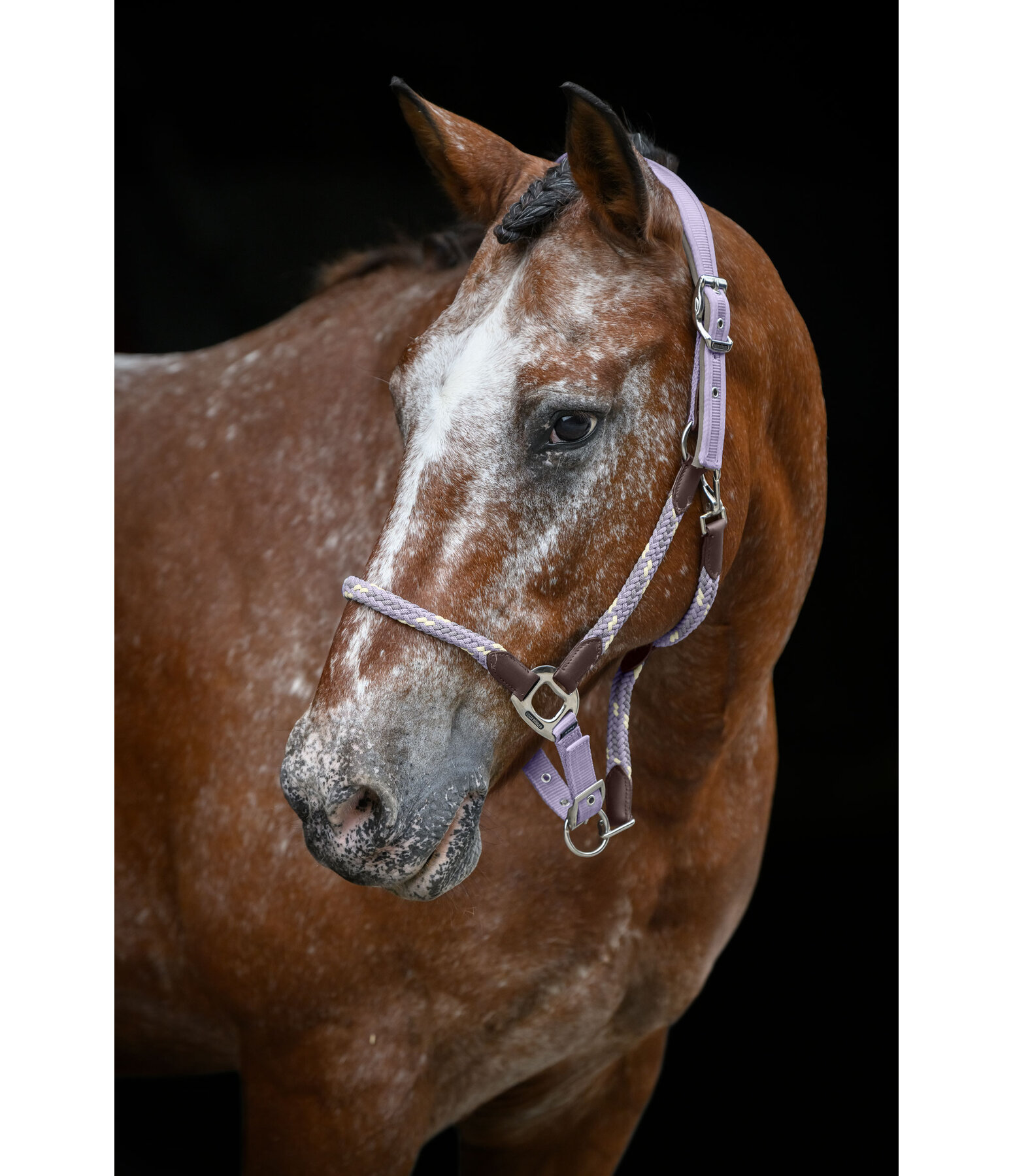Licol anatomique  Sophistication