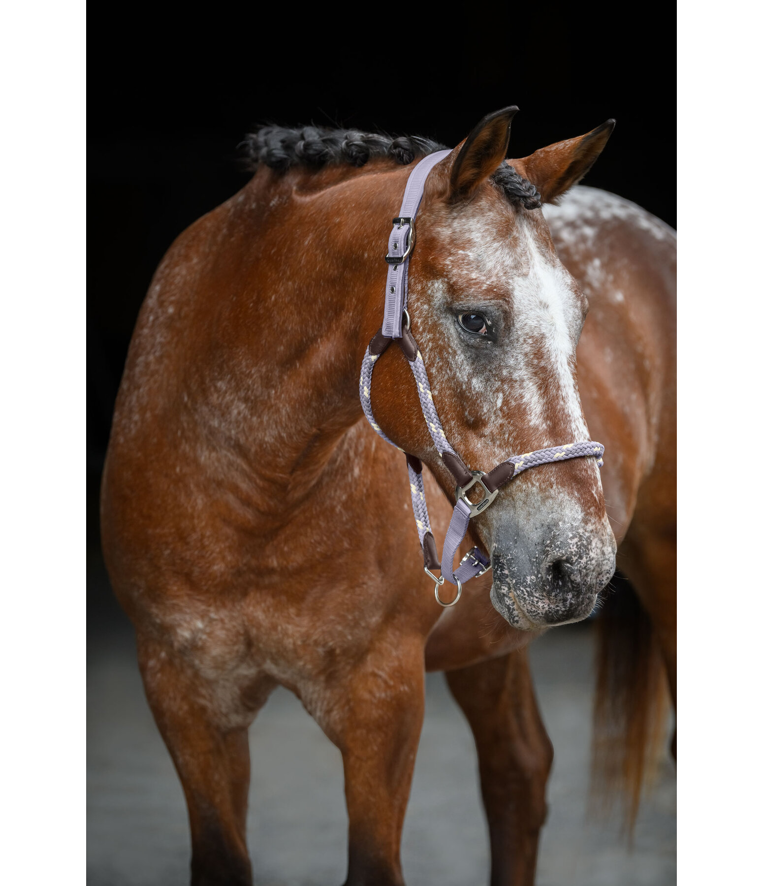 Licol anatomique  Sophistication