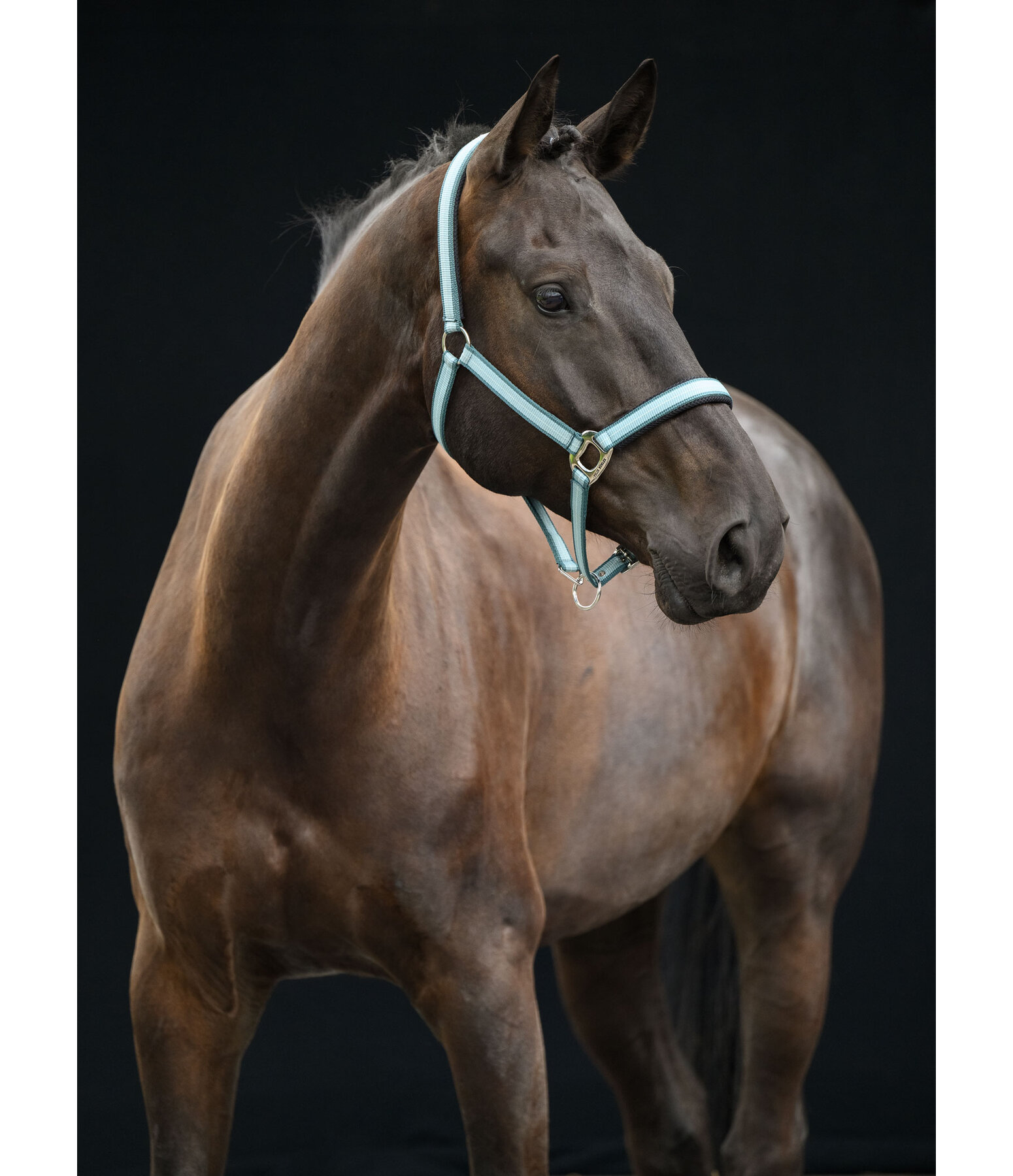 Licol  Swiss Design II