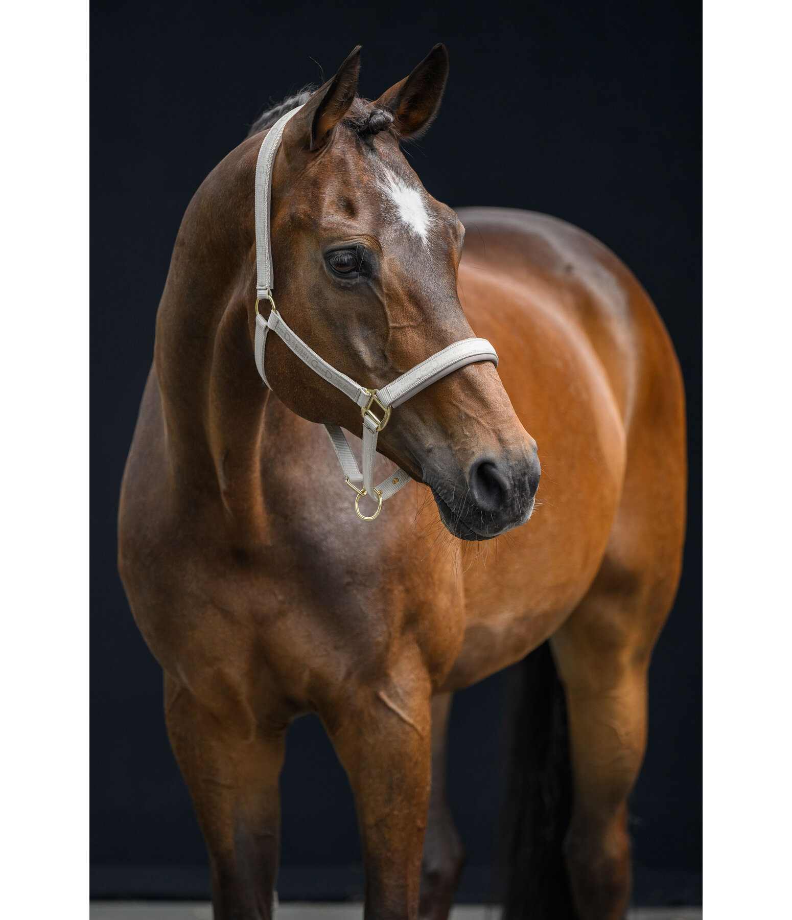 Licol  Signature III