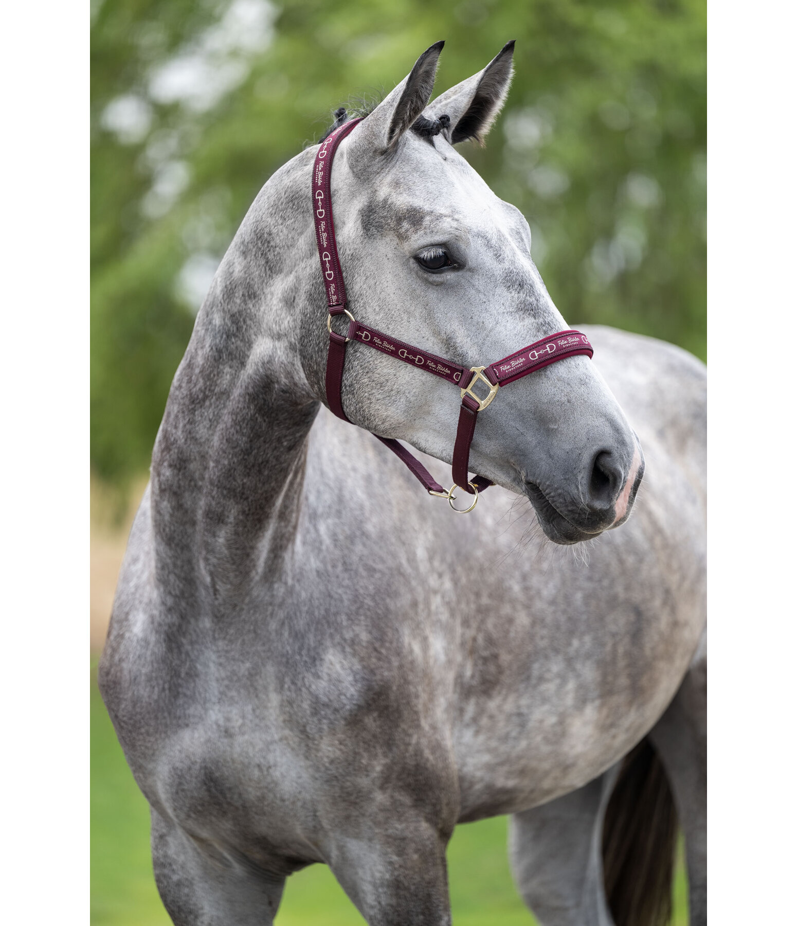 Licol  Signature III