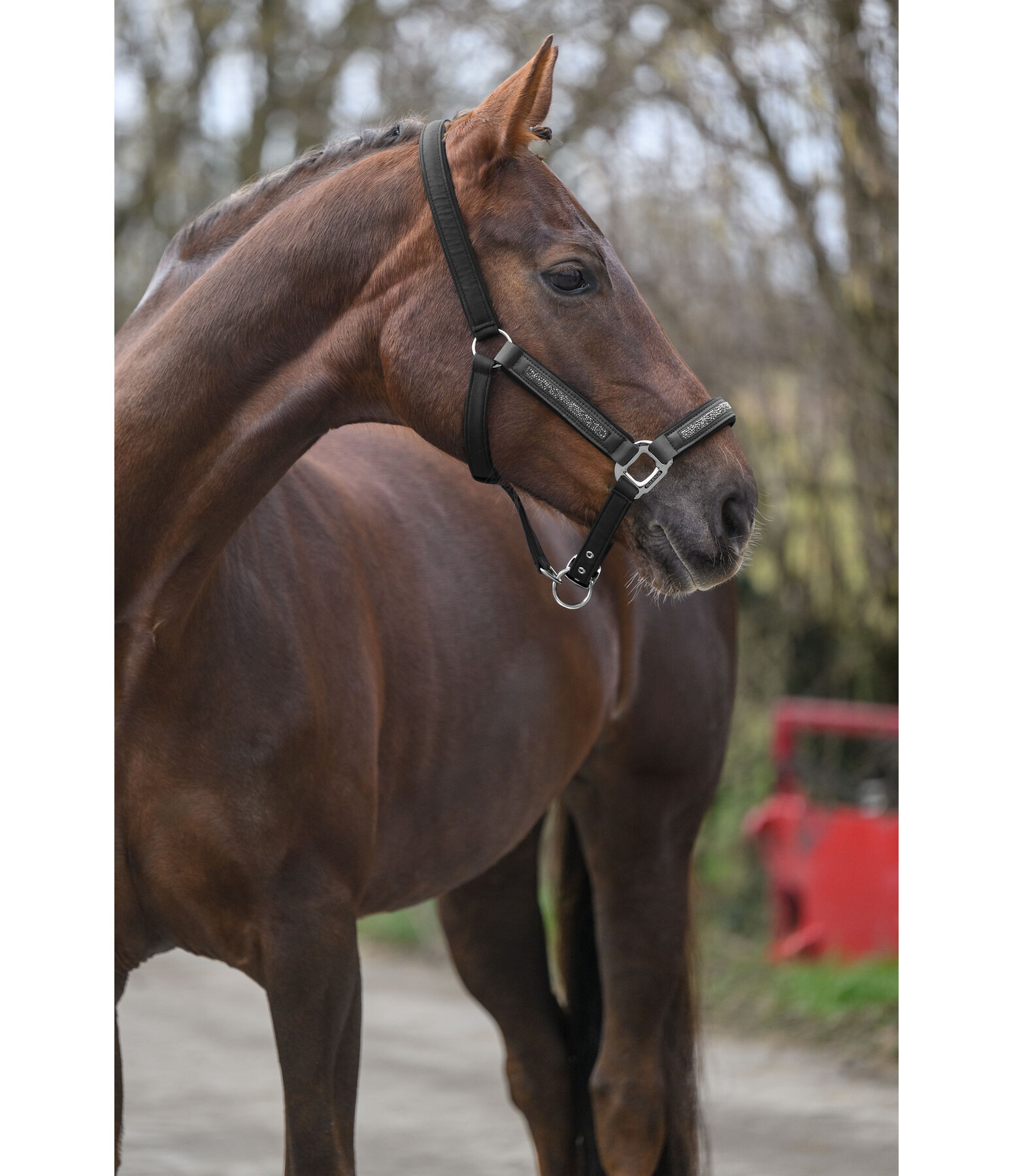 Licol  Glitter Stone