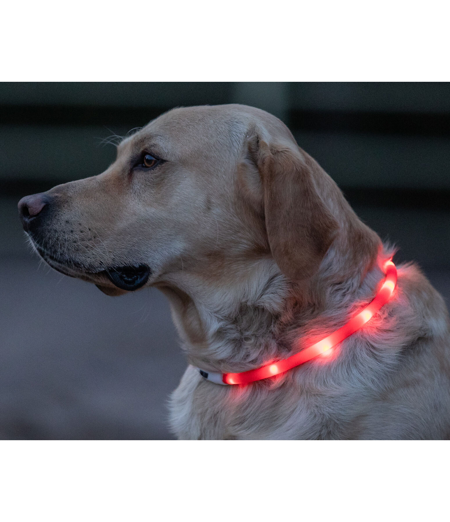 Collier lumineux-LED