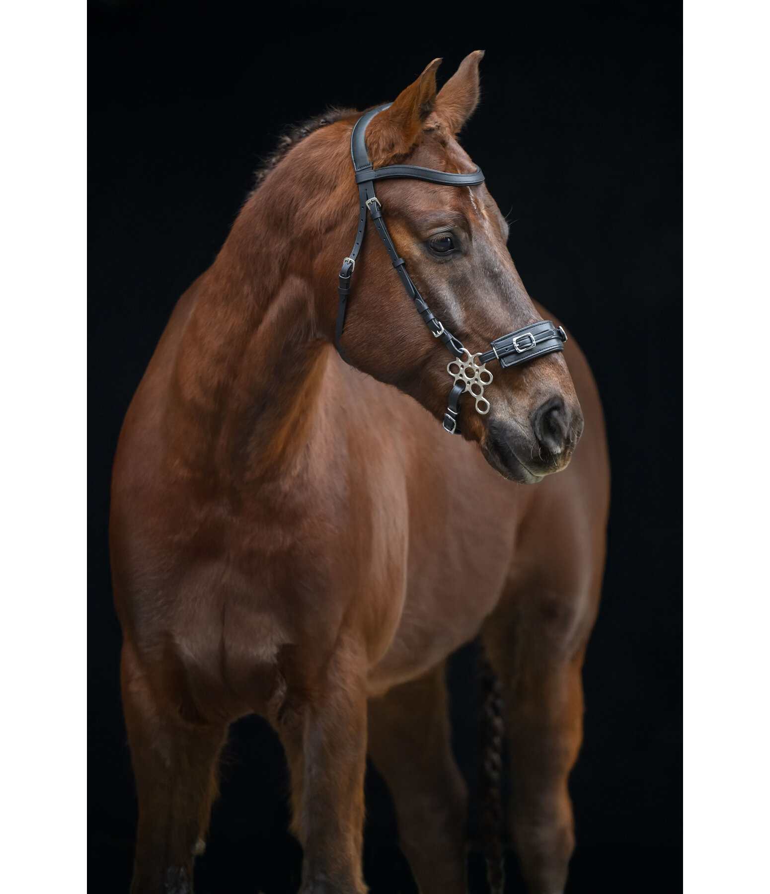 Hackamore flower