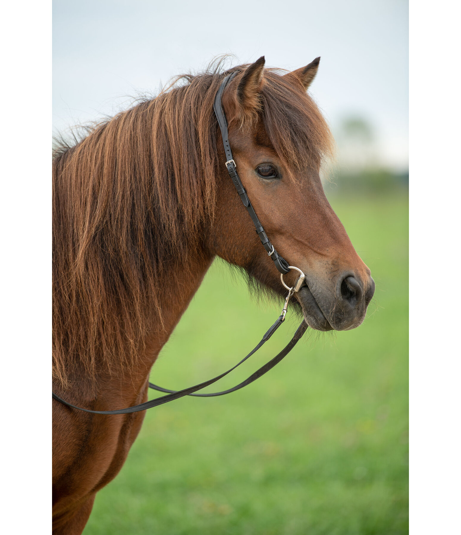 Mors olive pour islandais  LOCK-UP