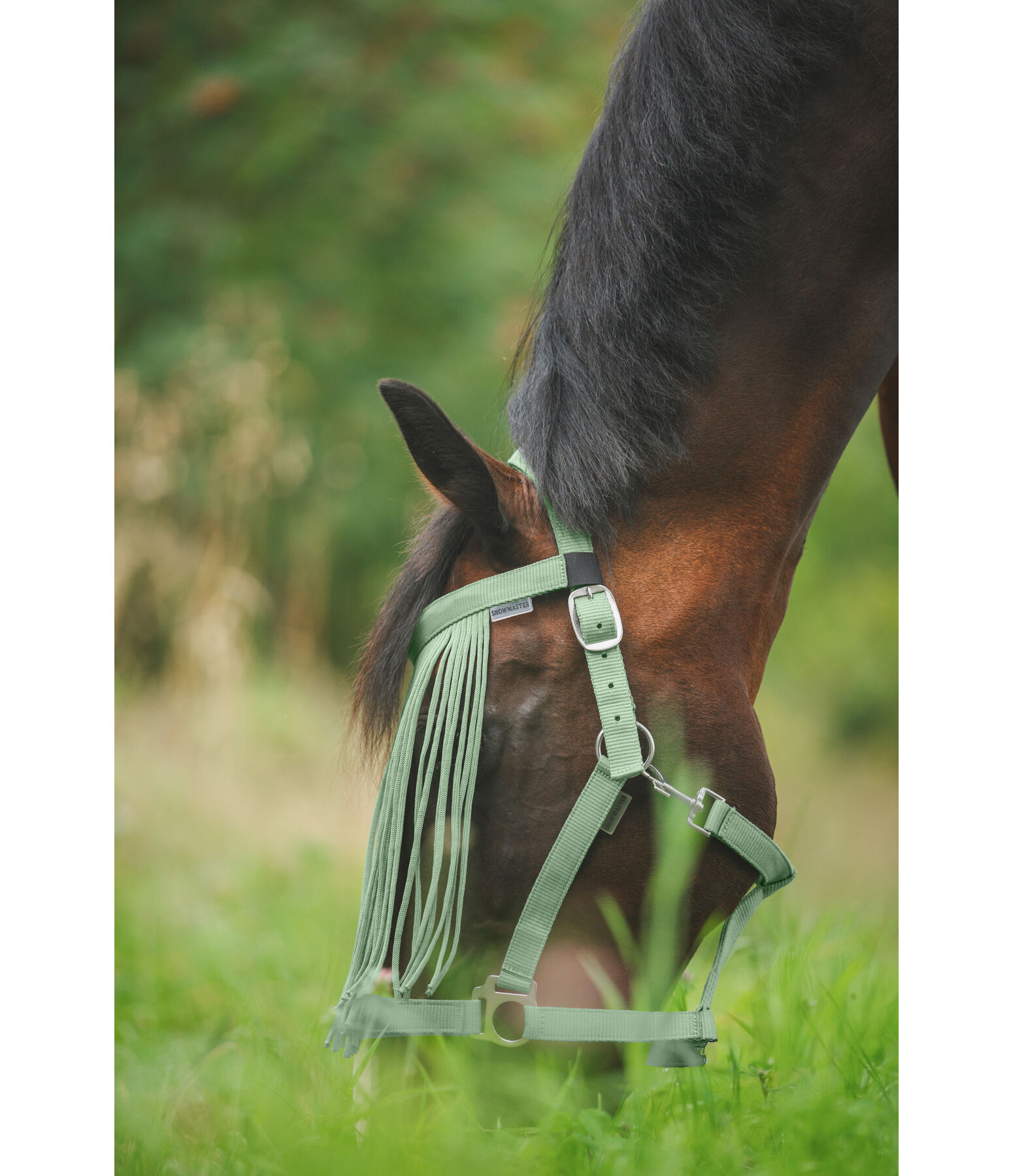 Chasse-mouches  prix conomique