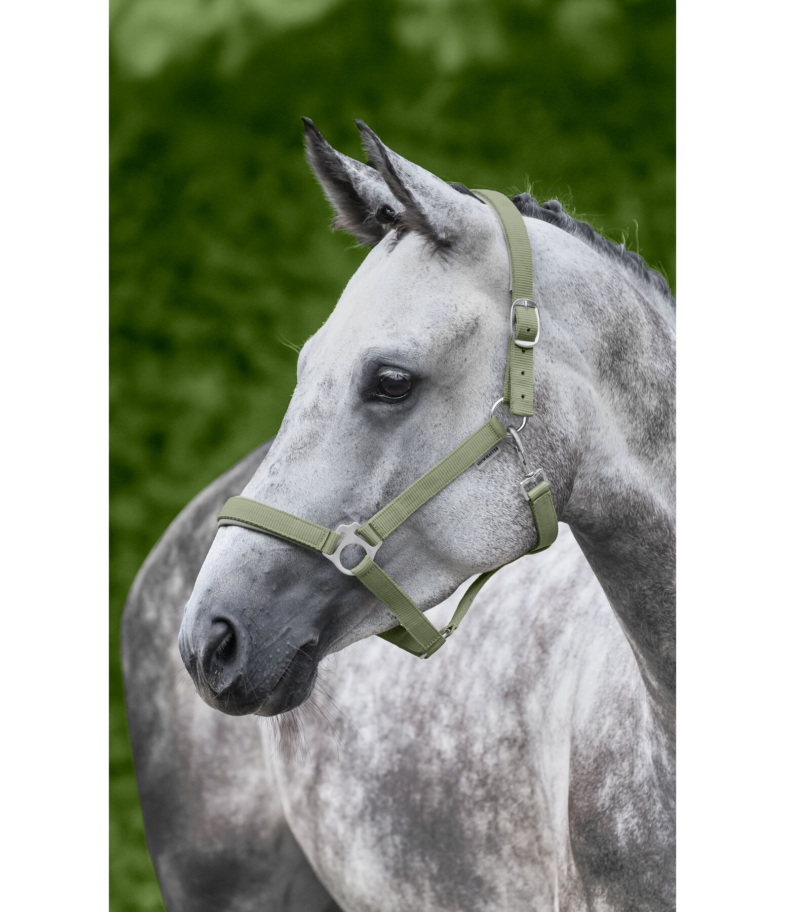 Licol en nylon  prix cass II