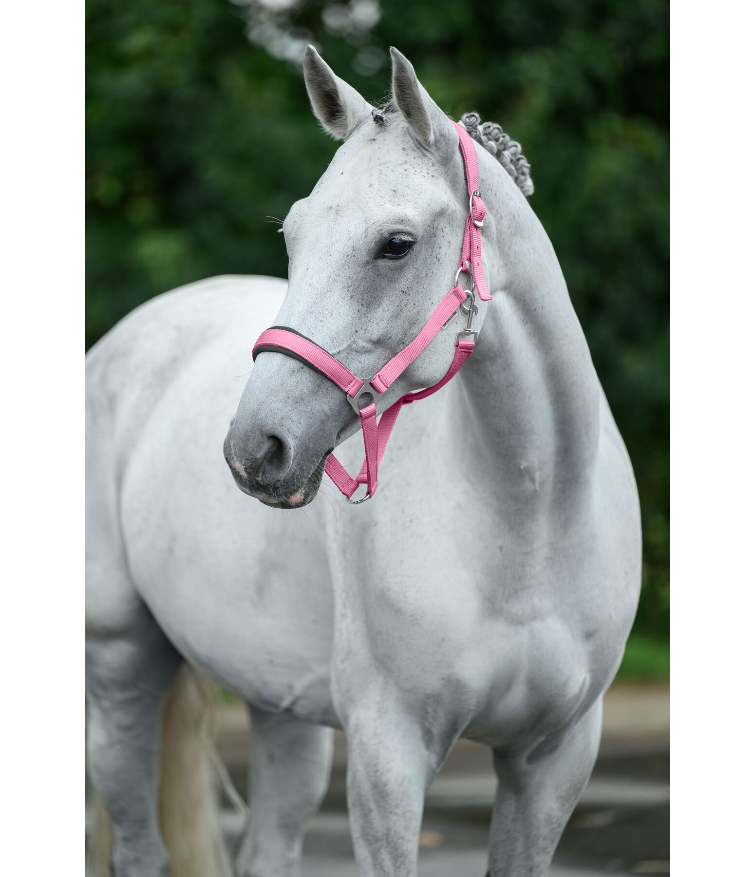 Licol en nylon � prix cass� II