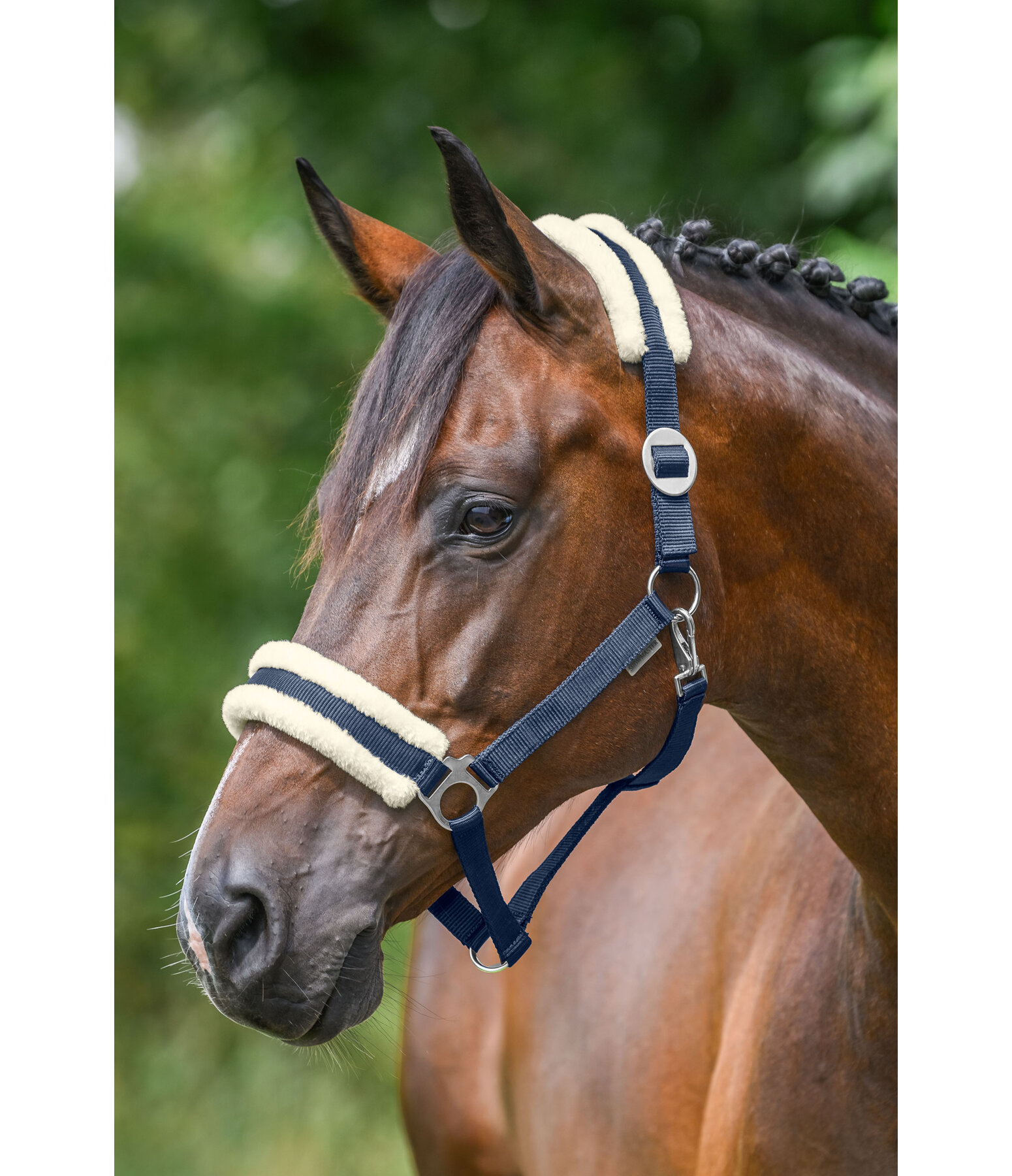 Licol en polaire Teddy  prix cass III