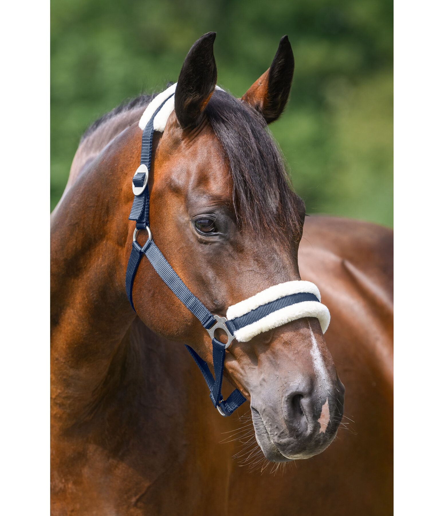 Licol en polaire Teddy  prix cass III