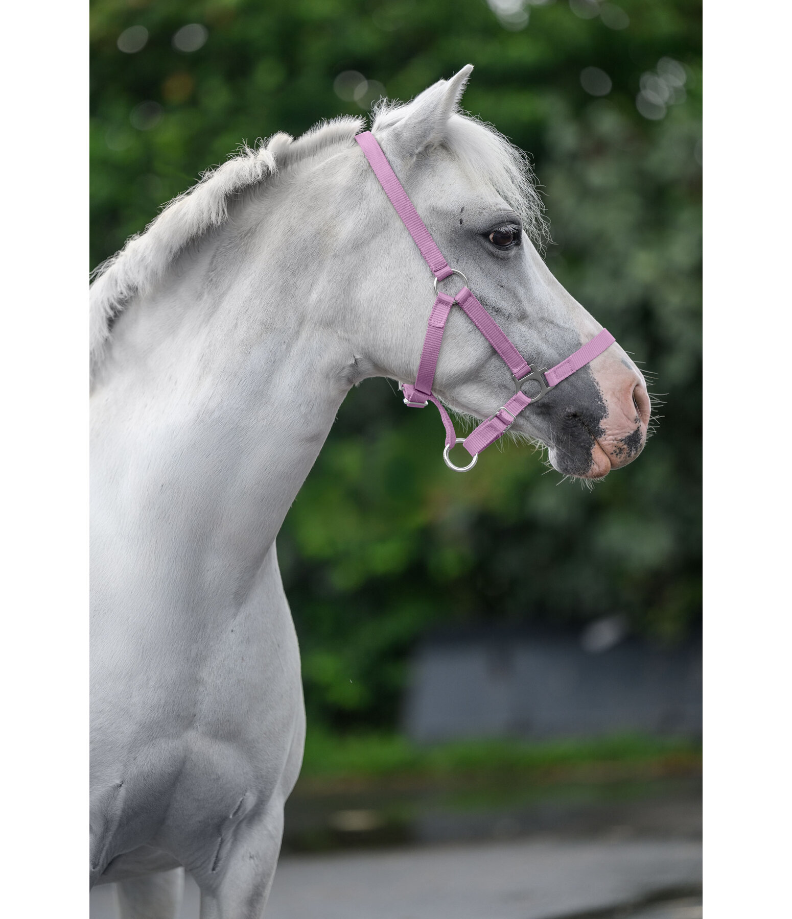 Licol pour poulains et shetlands  Grow With You