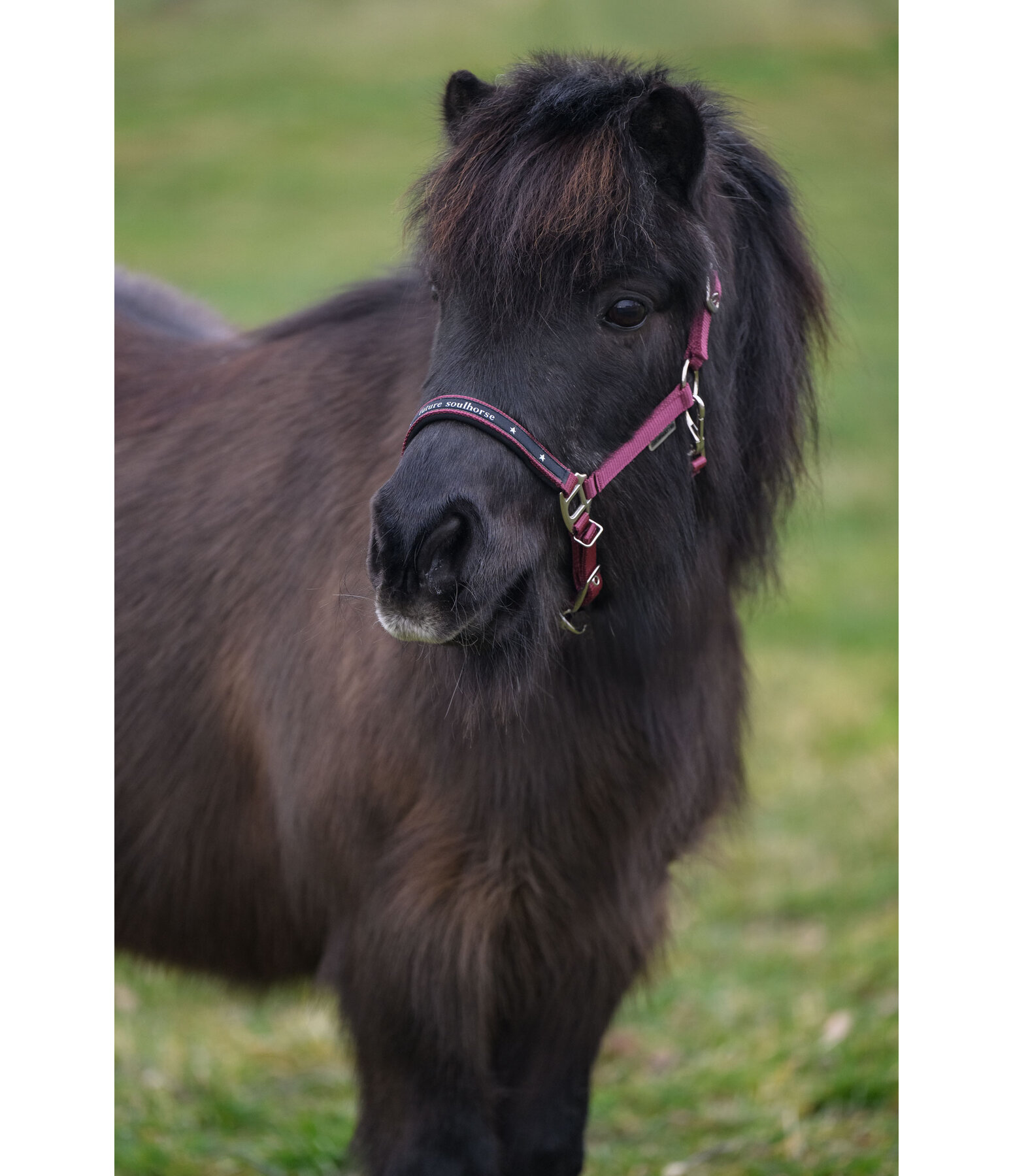 Licol pour poulains et shetlands  Future Star