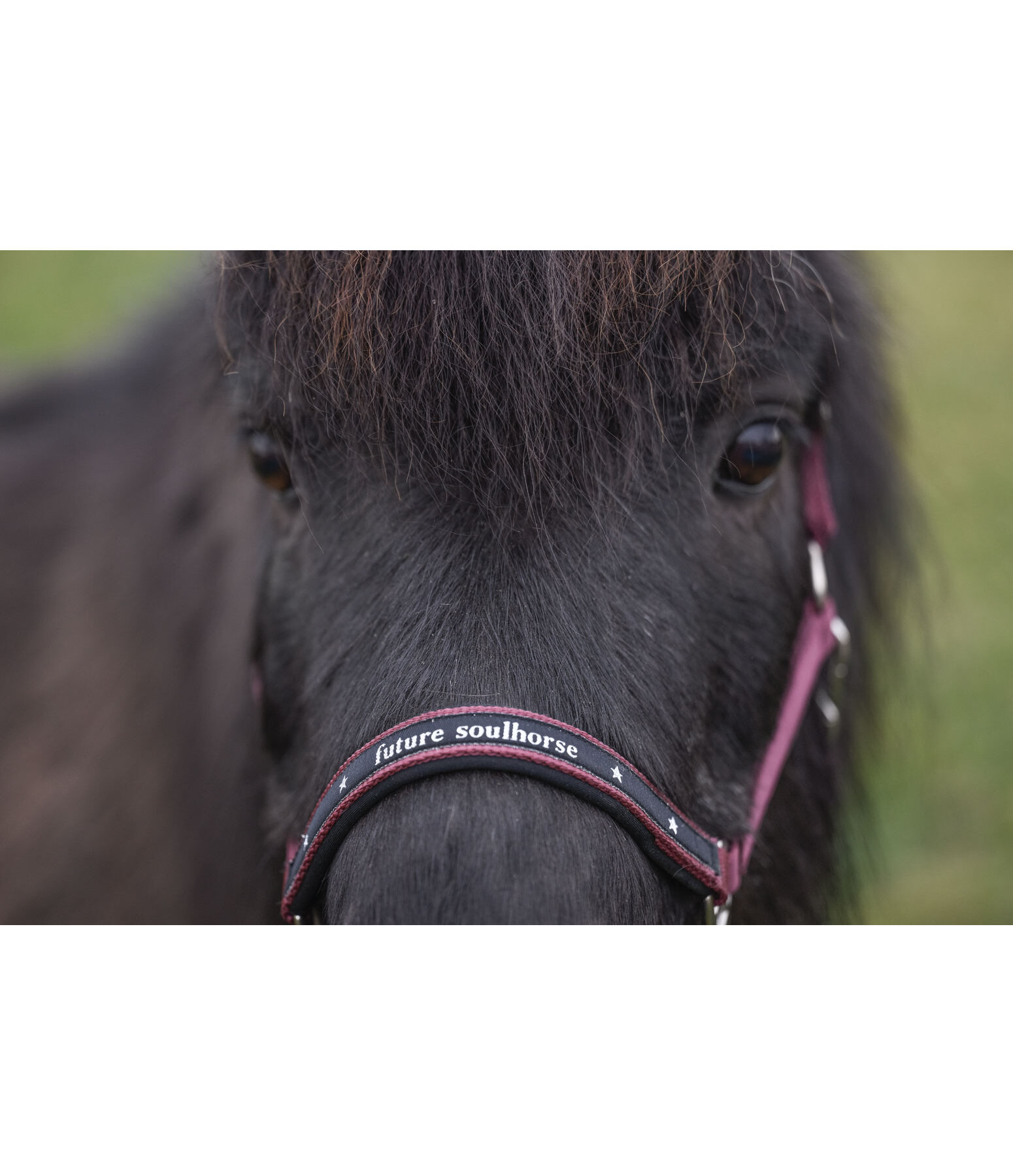 Licol pour poulains et shetlands  Future Star