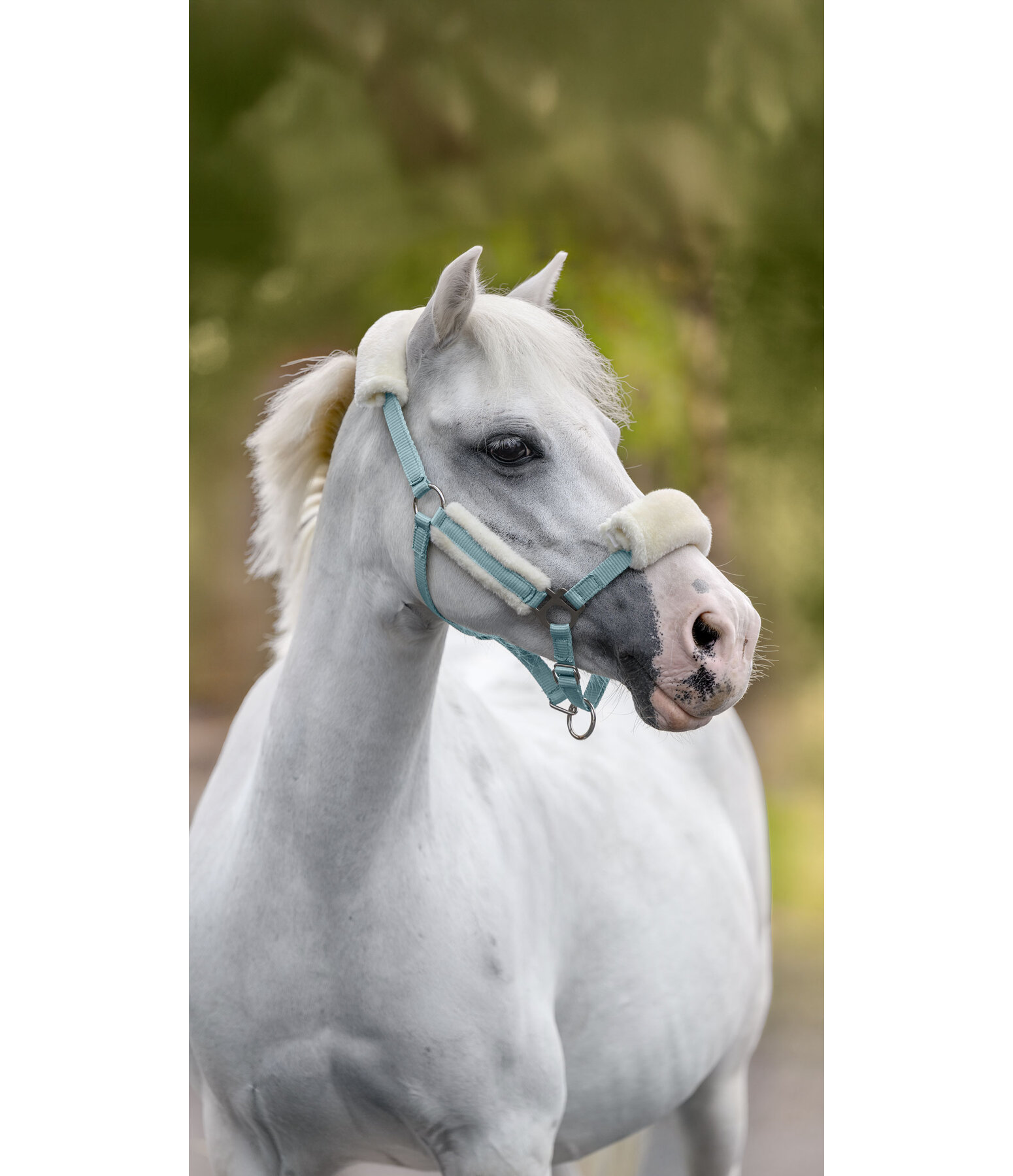 Licol poulain et shetland en polaire Teddy  Cozy Adjustable