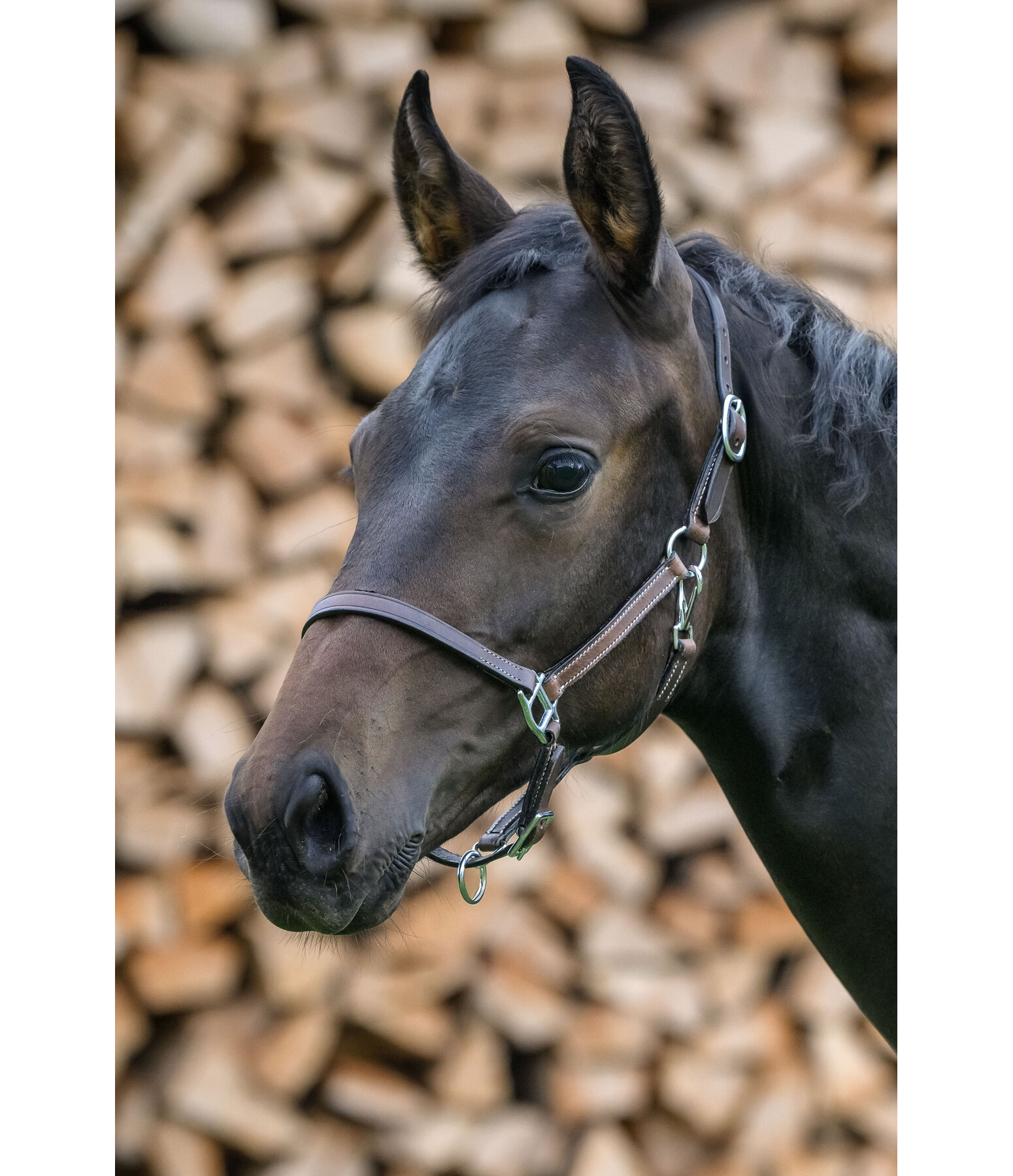 Licol en cuir pour poulains  Classic