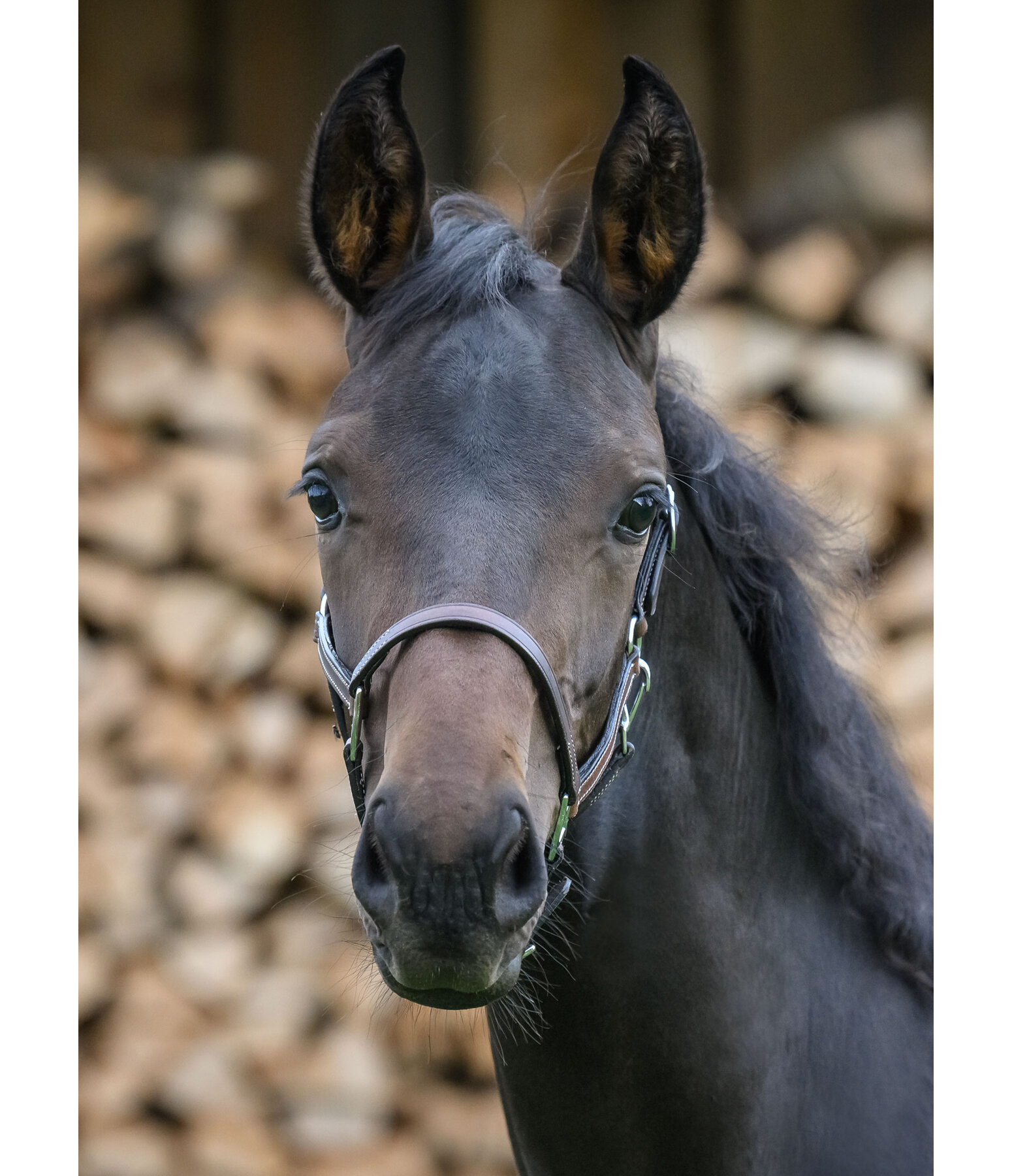 Licol en cuir pour poulains  Classic