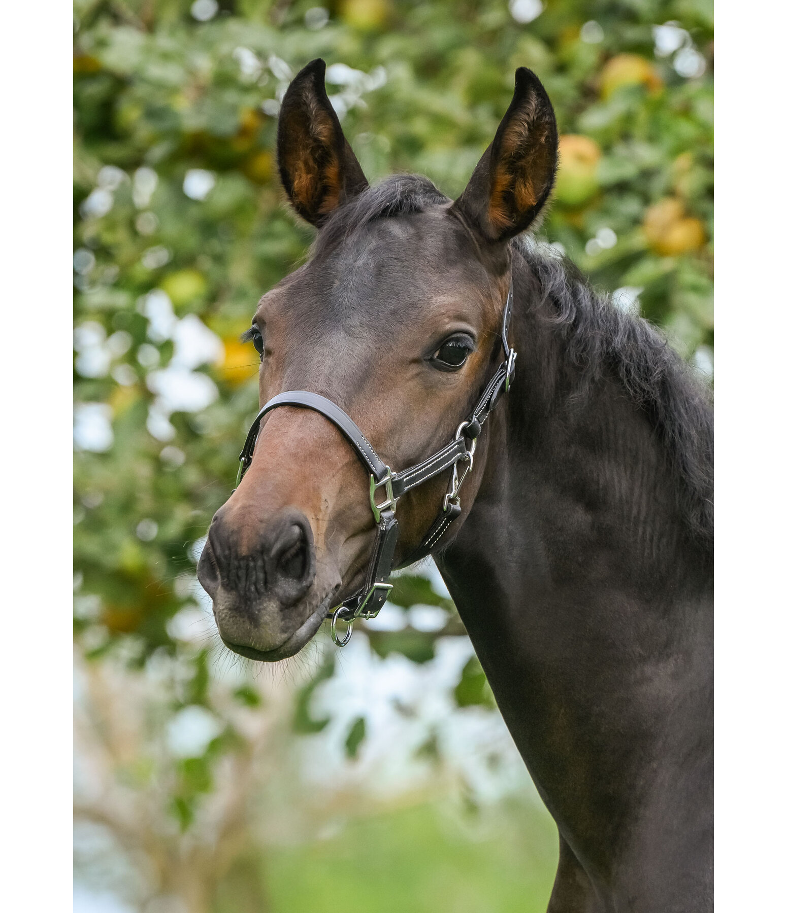 Licol en cuir pour poulains  Classic