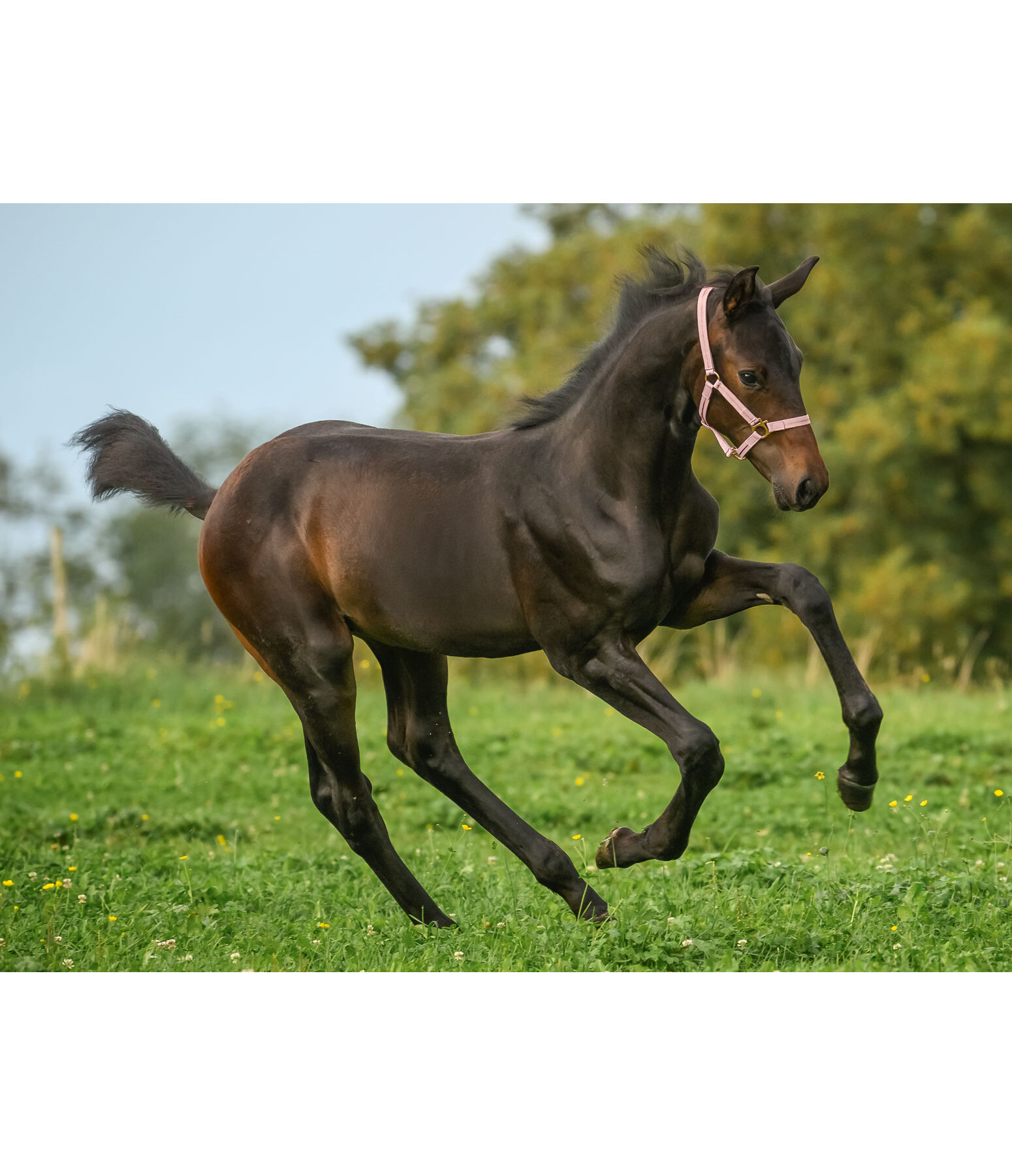 Licol pour poulains et shetlands  Shimmering
