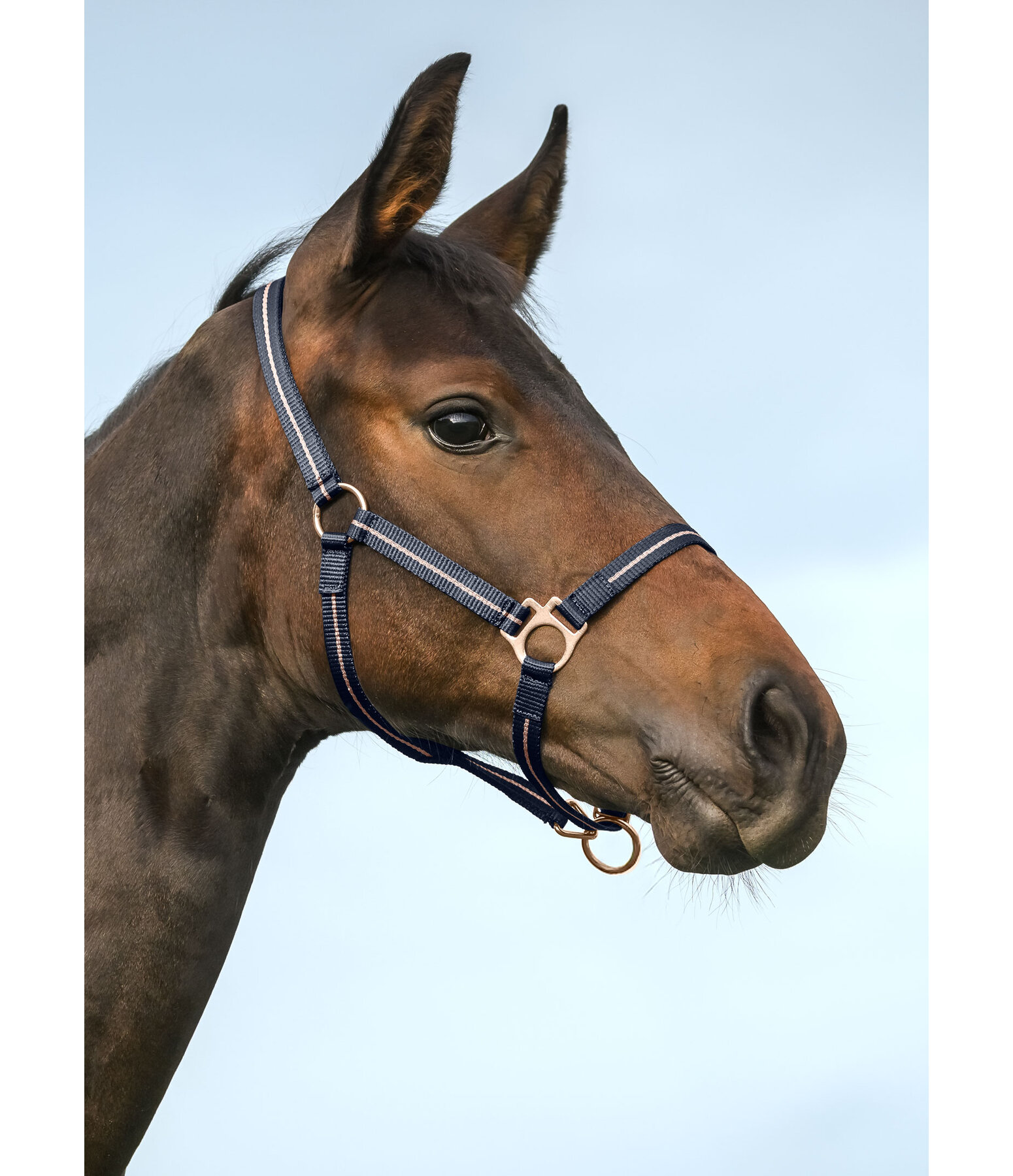 Licol pour poulains et shetlands  Shimmering