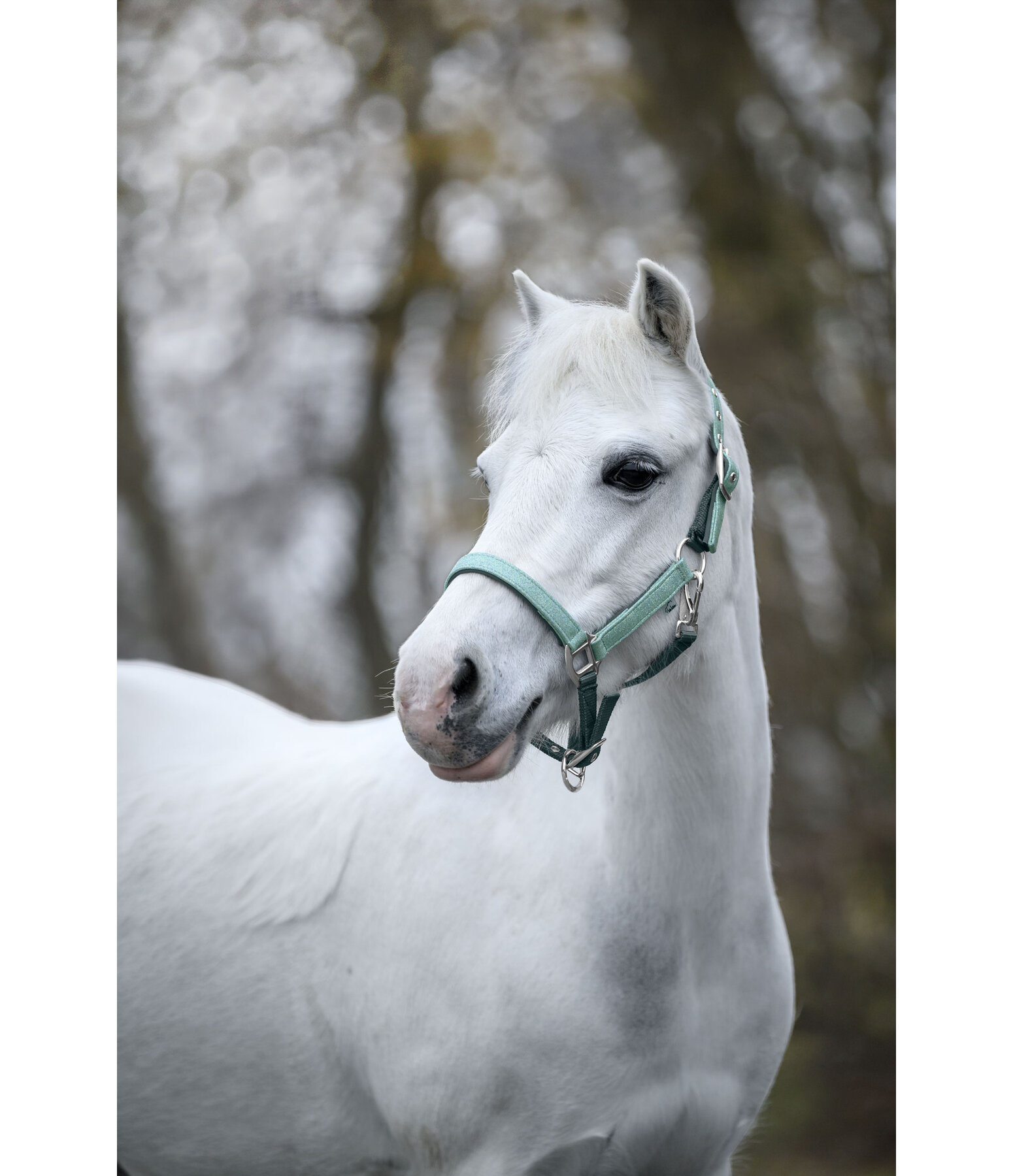 Licol pour poulains et shetlands  Twinkle